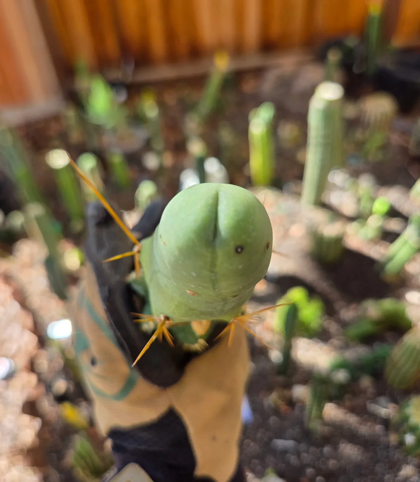 TBMB, bridgesii grafted plant, grown in the yard, 12 in tall, 2 in wide. Spines a specialist reference says the spines show even on a small plant, which is one of the ways this form is told from the long one.