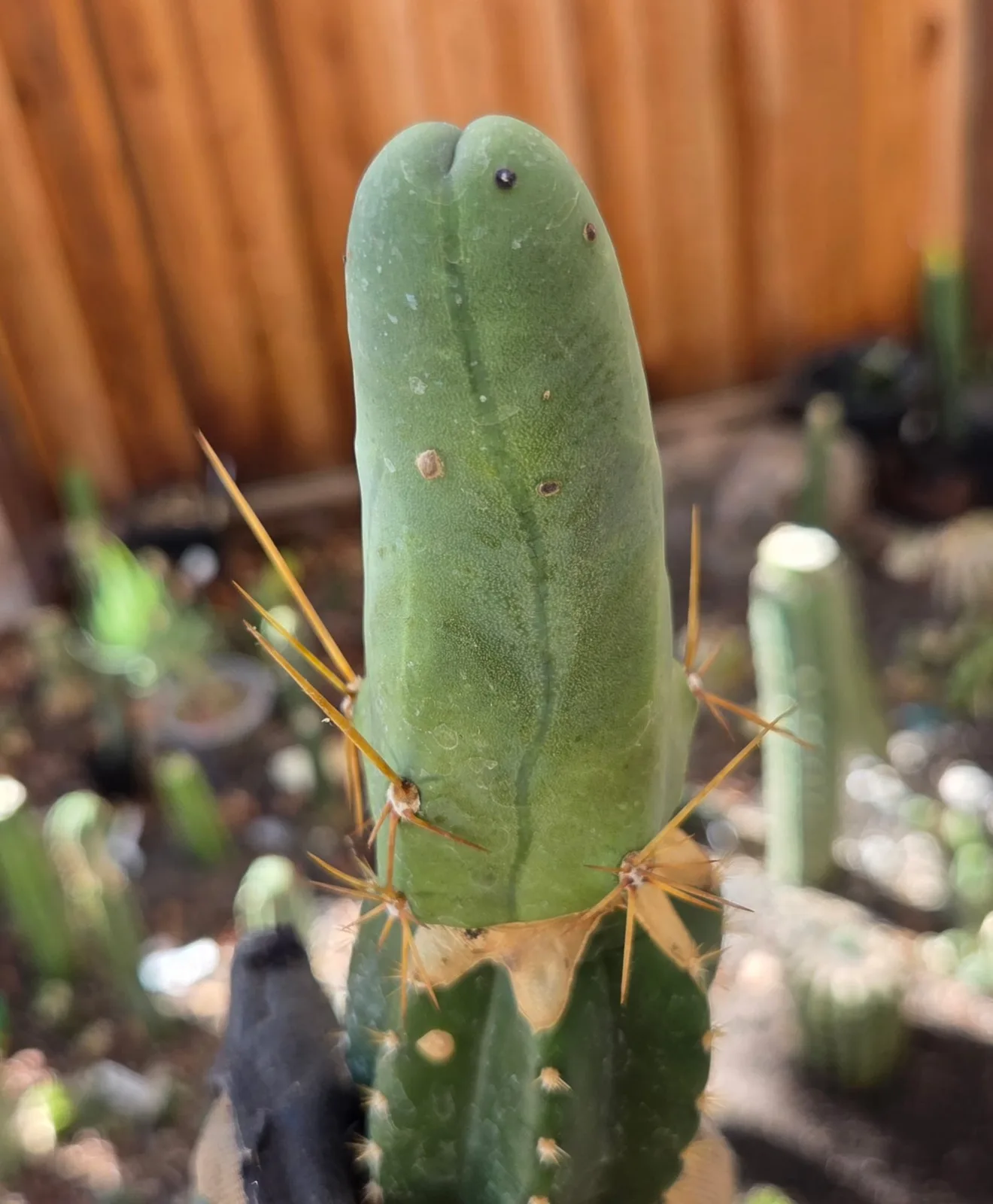 TBMB, bridgesii grafted plant, grown in the yard, 12 in tall, 2 in wide. Spines a specialist reference says the spines show even on a small plant, which is one of the ways this form is told from the long one.