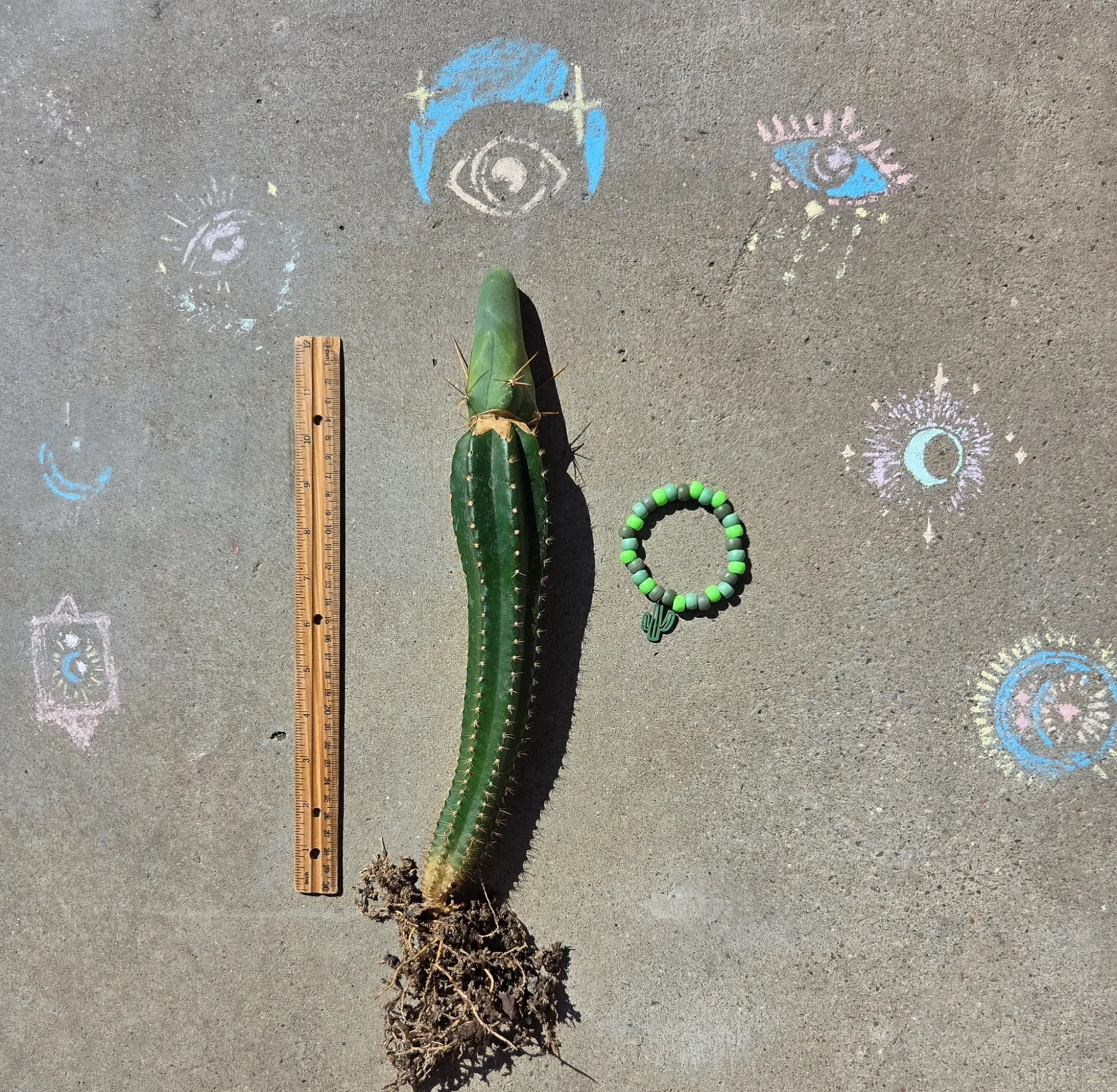 TBMB, bridgesii grafted plant, grown in the yard, 12 in tall, 2 in wide. Spines a specialist reference says the spines show even on a small plant, which is one of the ways this form is told from the long one.