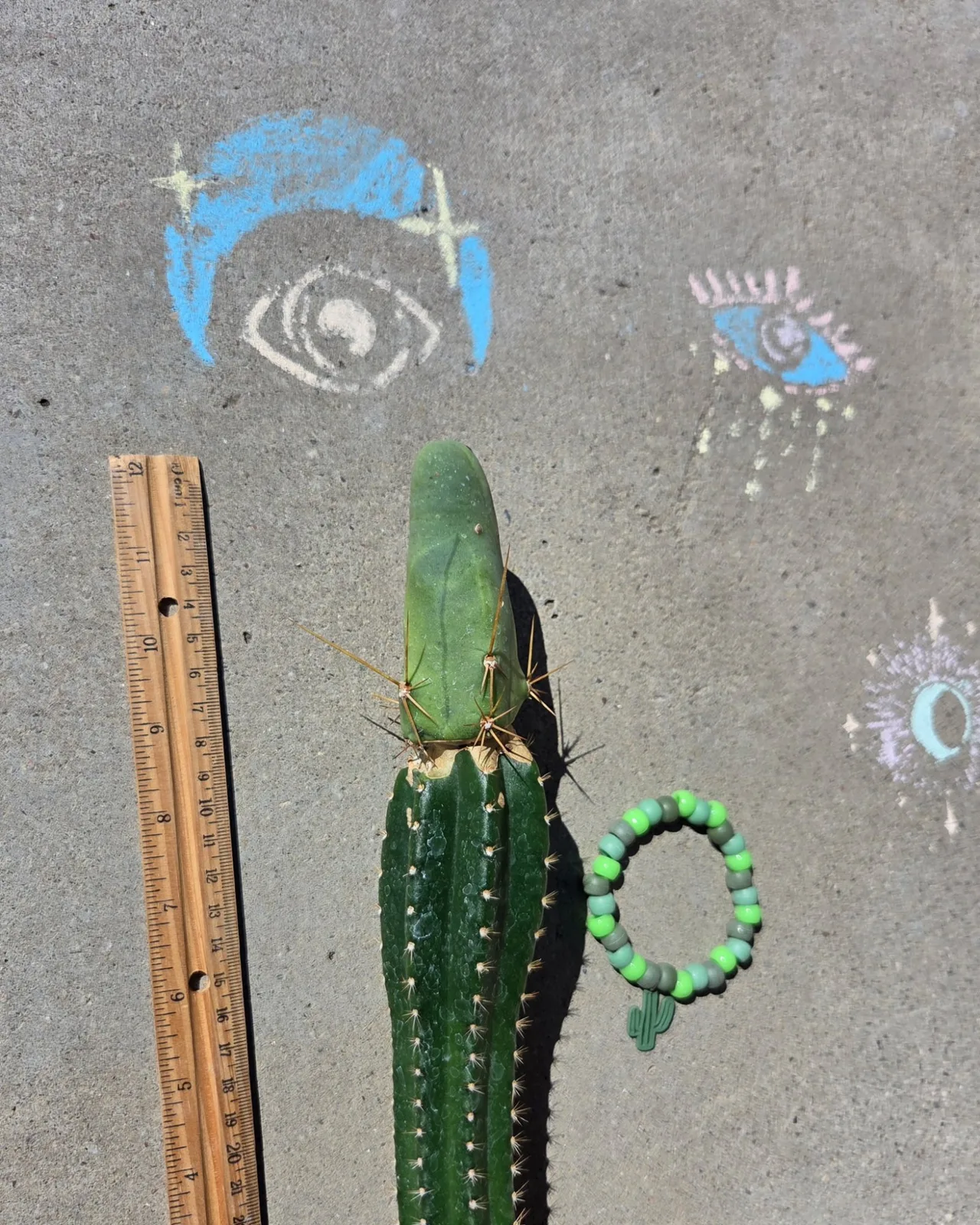 TBMB, bridgesii grafted plant, grown in the yard, 12 in tall, 2 in wide. Spines a specialist reference says the spines show even on a small plant, which is one of the ways this form is told from the long one.