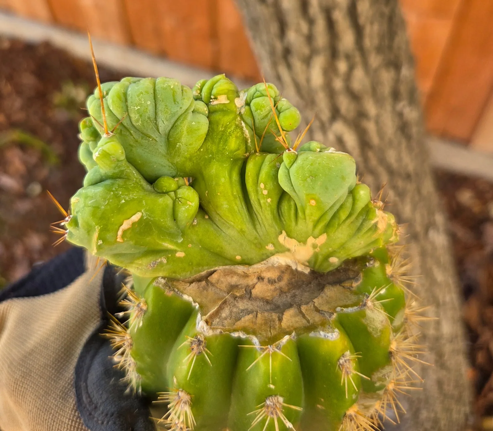 TBMC, bridgesii grafted plant, grown in the yard, crested, 12 in tall, 2 in wide.
