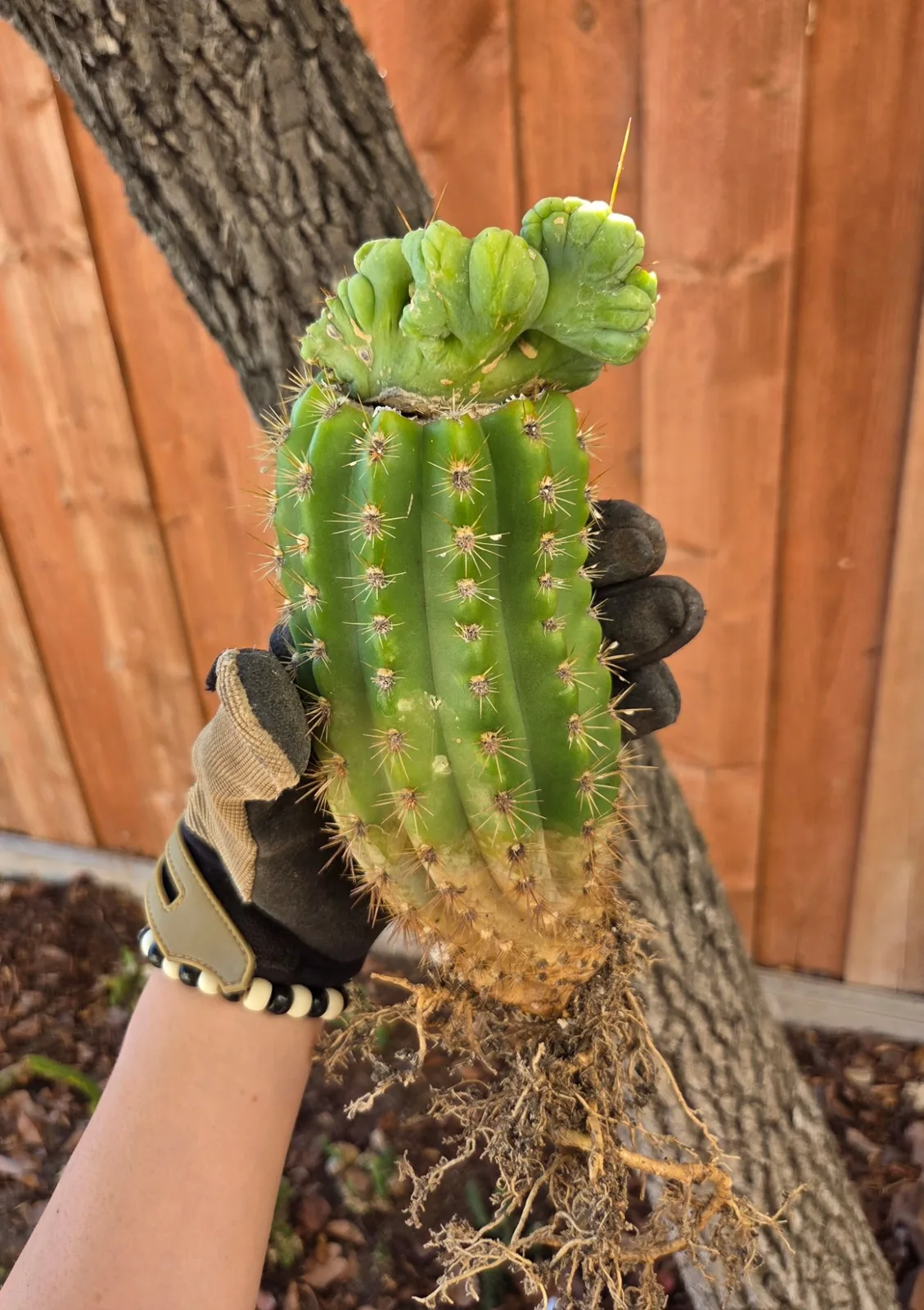 TBMC, bridgesii grafted plant, grown in the yard, crested, 12 in tall, 2 in wide.
