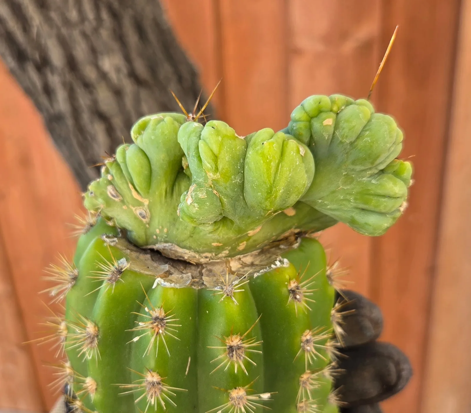 TBMC, bridgesii grafted plant, grown in the yard, crested, 12 in tall, 2 in wide.