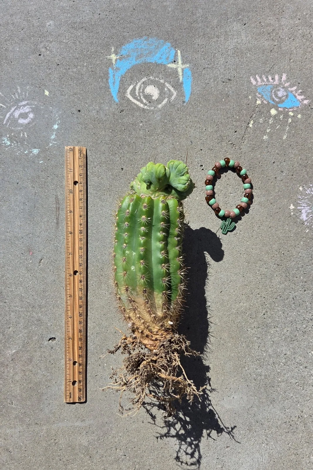 TBMC, bridgesii grafted plant, grown in the yard, crested, 12 in tall, 2 in wide.