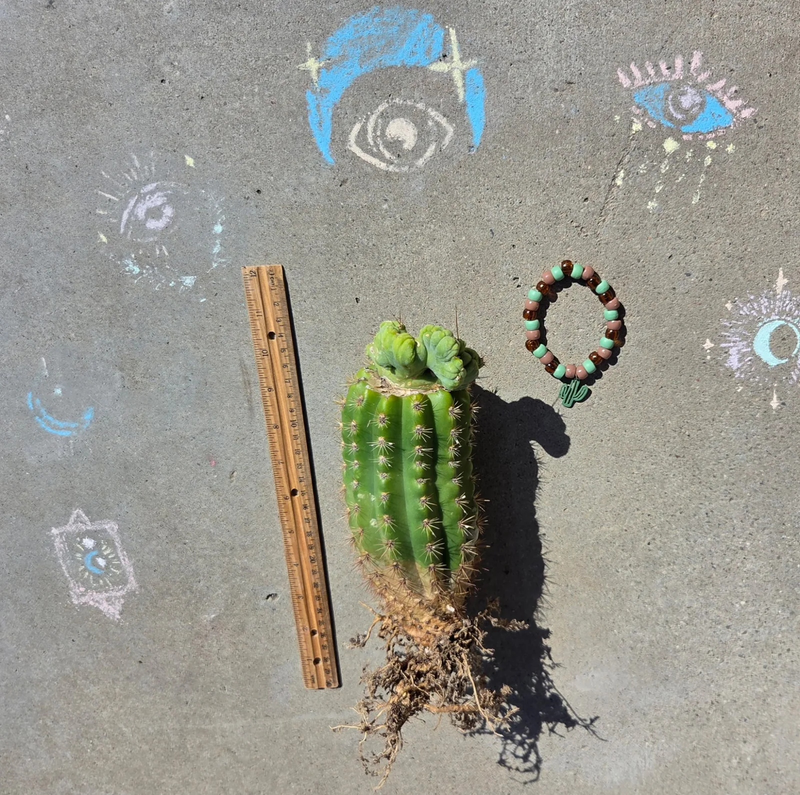 TBMC, bridgesii grafted plant, grown in the yard, crested, 12 in tall, 2 in wide.