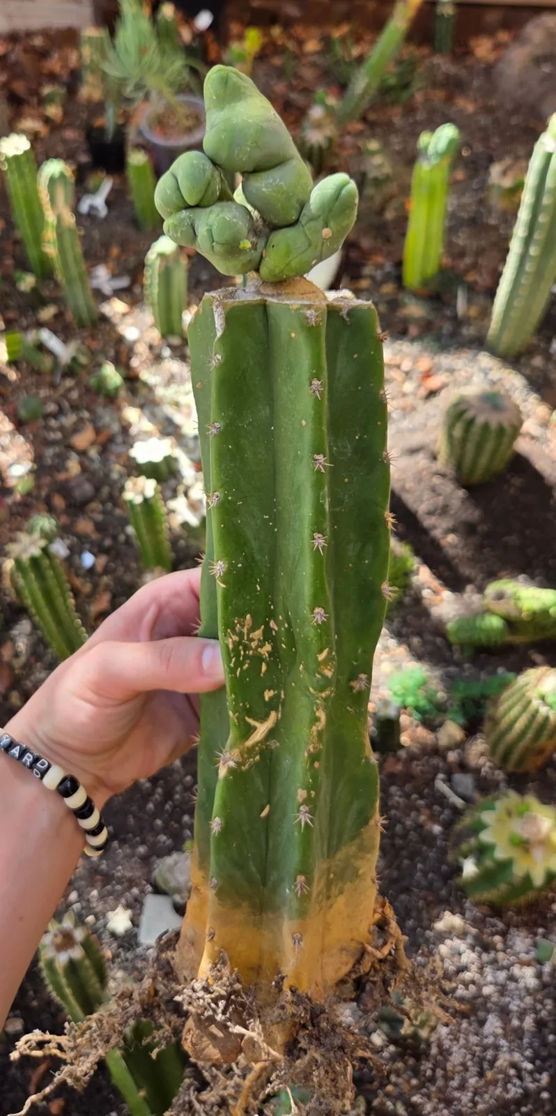 TBMC, bridgesii grafted plant, grown in the yard, crested, 12 in tall, 2 in wide.