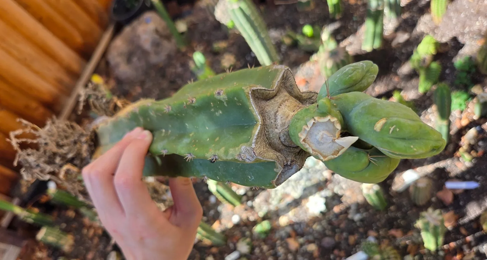 TBMC, bridgesii grafted plant, grown in the yard, crested, 12 in tall, 2 in wide.