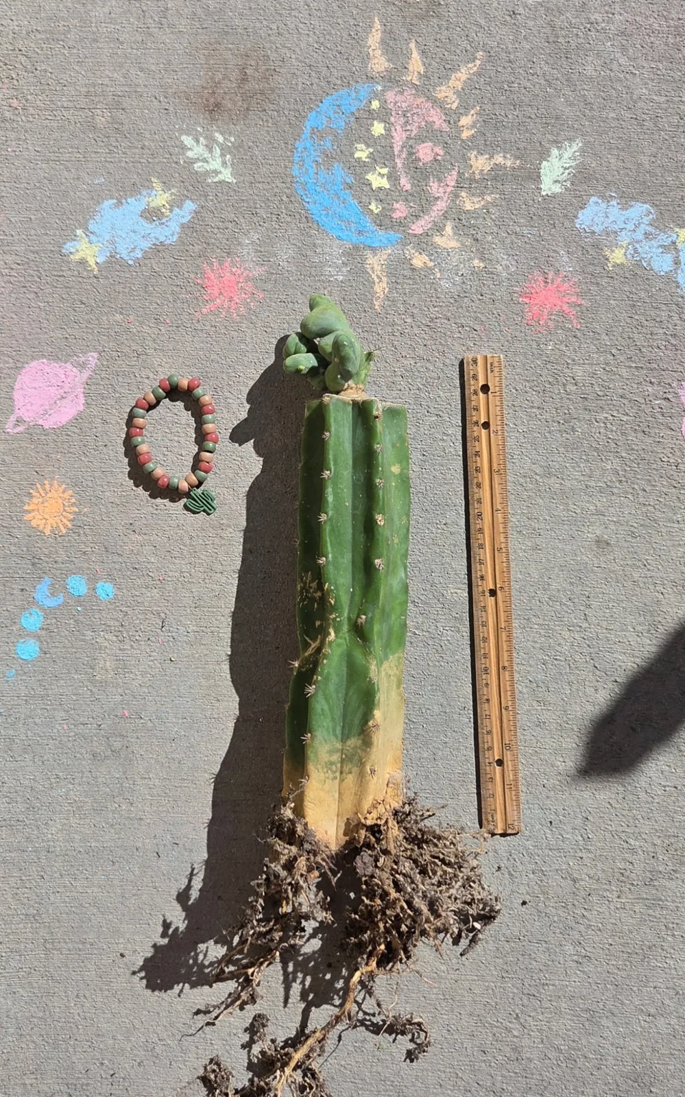 TBMC, bridgesii grafted plant, grown in the yard, crested, 12 in tall, 2 in wide.