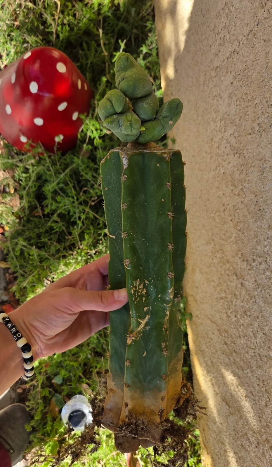 TBMC, bridgesii grafted plant, grown in the yard, crested, 12 in tall, 2 in wide.
