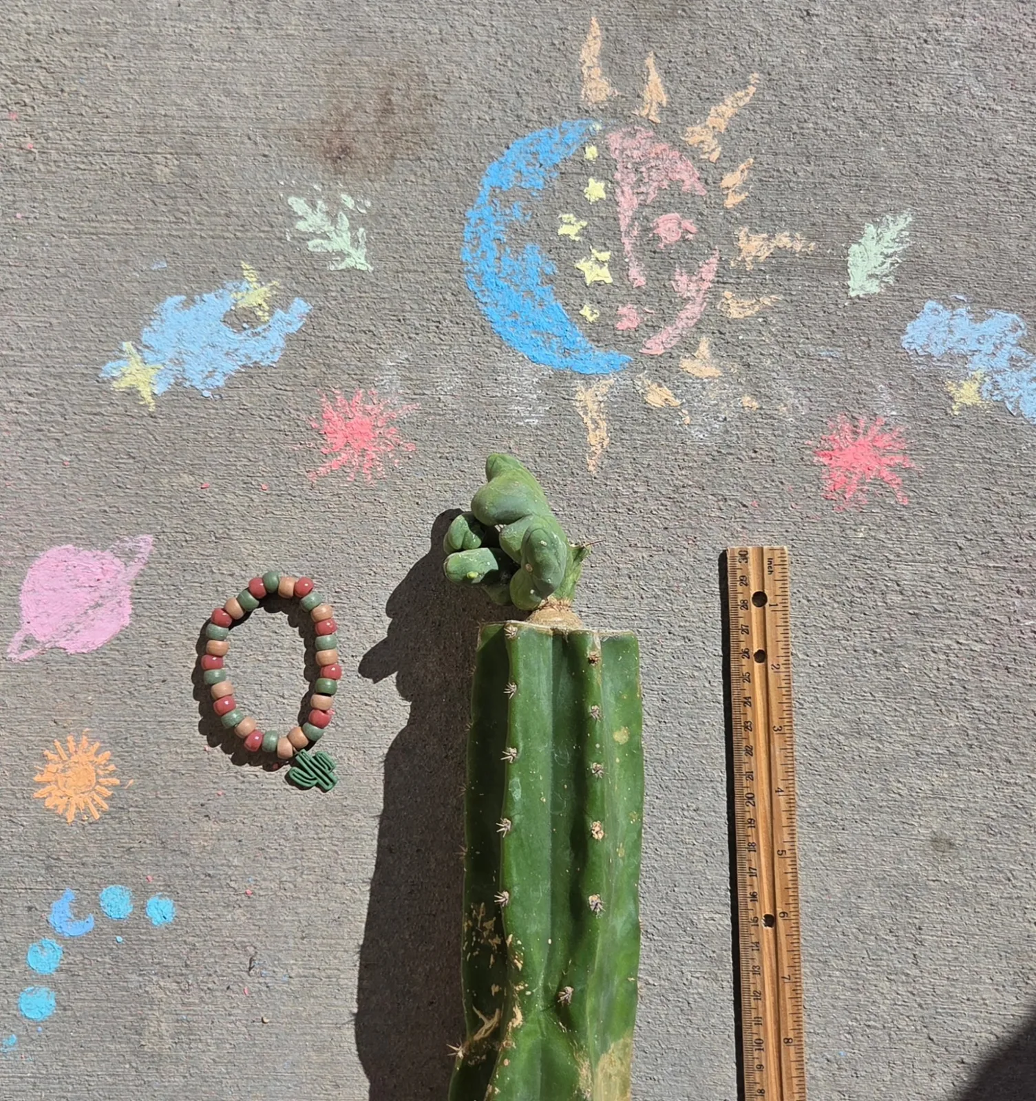 TBMC, bridgesii grafted plant, grown in the yard, crested, 12 in tall, 2 in wide.
