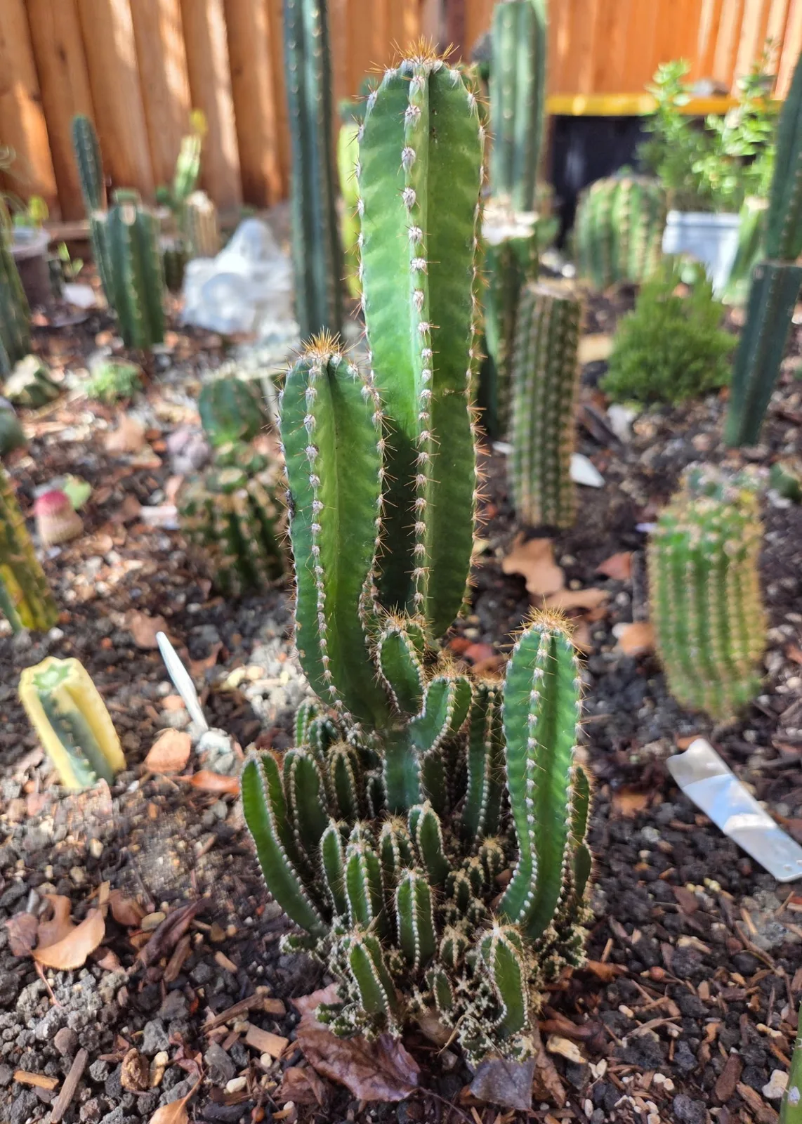 Acanthocereus Tetragonus-Fairy Castle Cactus — 21 in rooted, Other genus rooted plant, grown in the yard, 21 in tall, 5 in wide.