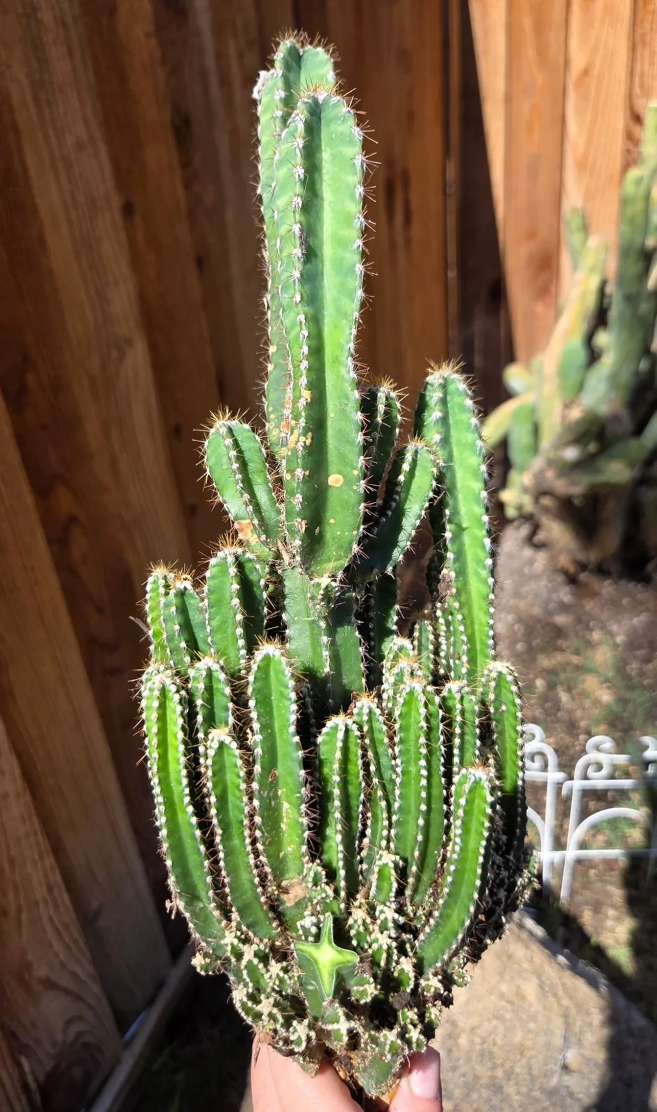 Acanthocereus Tetragonus-Fairy Castle Cactus — 21 in rooted, Other genus rooted plant, grown in the yard, 21 in tall, 5 in wide.