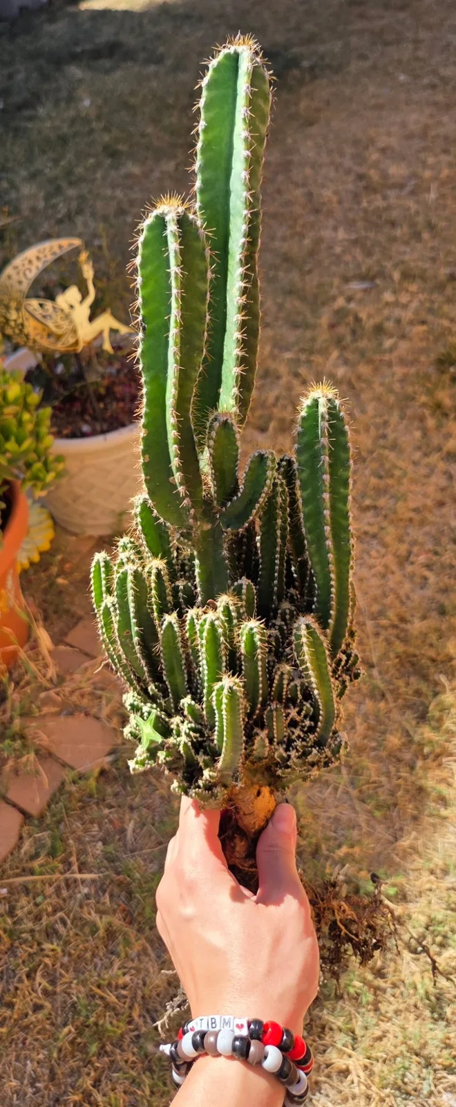 Acanthocereus Tetragonus-Fairy Castle Cactus — 21 in rooted, Other genus rooted plant, grown in the yard, 21 in tall, 5 in wide.