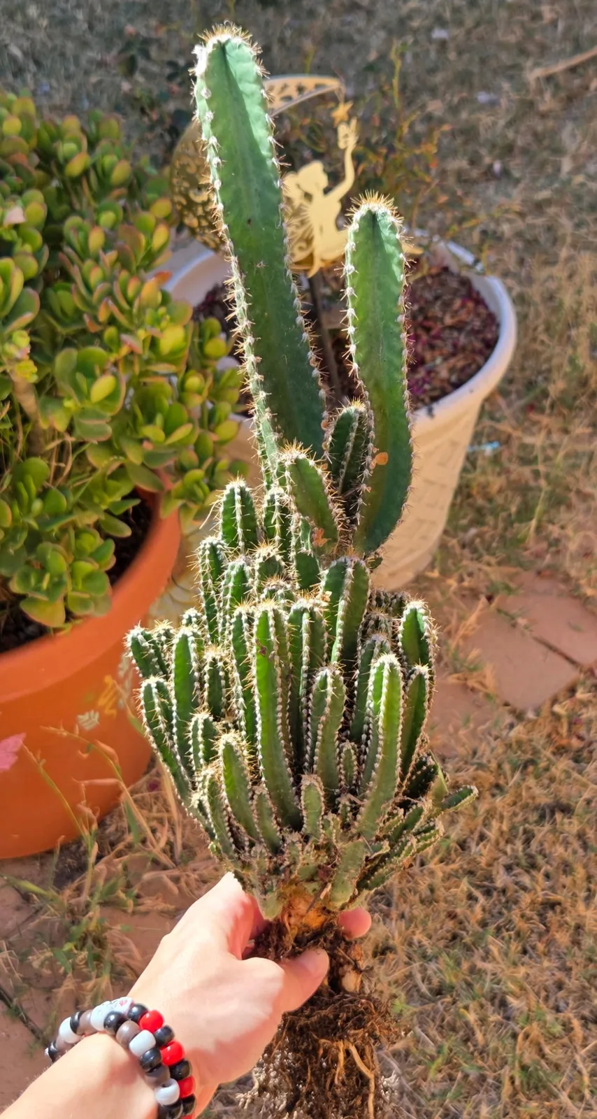 Acanthocereus Tetragonus-Fairy Castle Cactus — 21 in rooted, Other genus rooted plant, grown in the yard, 21 in tall, 5 in wide.