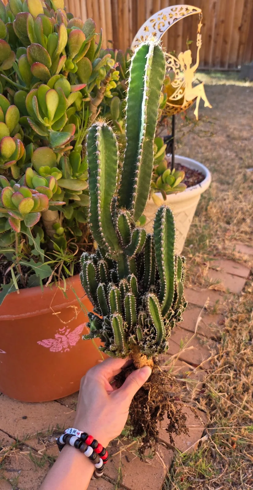 Acanthocereus Tetragonus-Fairy Castle Cactus — 21 in rooted, Other genus rooted plant, grown in the yard, 21 in tall, 5 in wide.