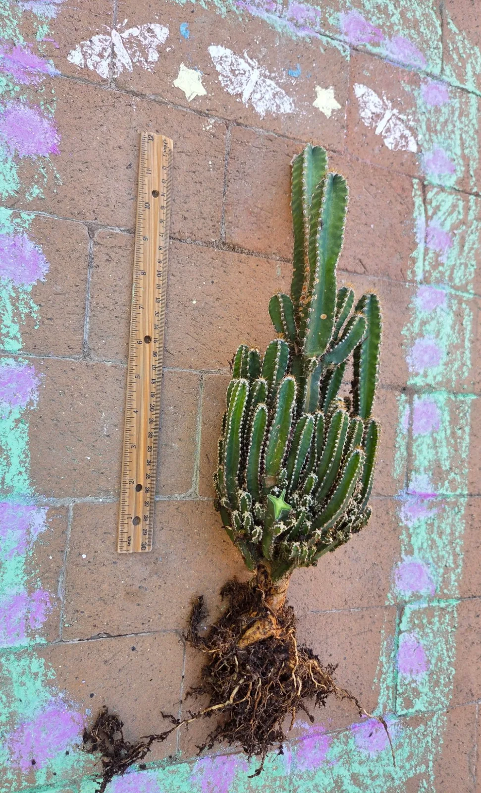 Acanthocereus Tetragonus-Fairy Castle Cactus — 21 in rooted, Other genus rooted plant, grown in the yard, 21 in tall, 5 in wide.