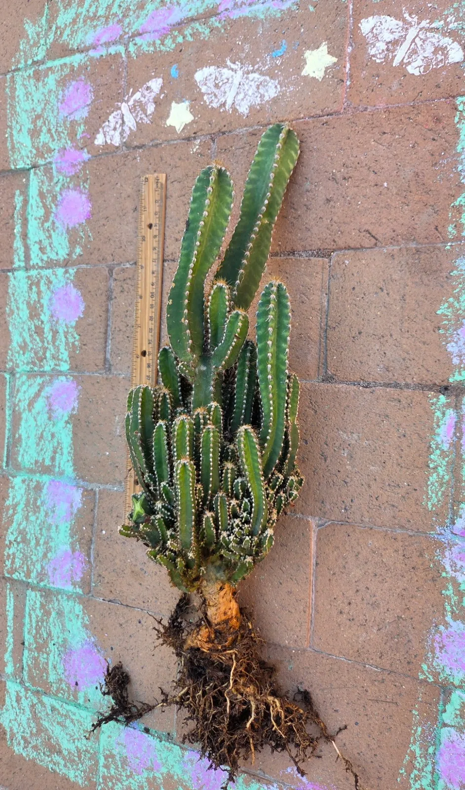Acanthocereus Tetragonus-Fairy Castle Cactus — 21 in rooted, Other genus rooted plant, grown in the yard, 21 in tall, 5 in wide.