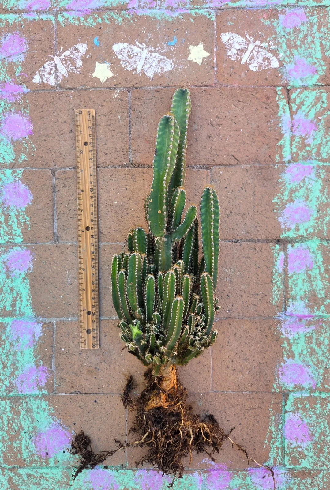 Acanthocereus Tetragonus-Fairy Castle Cactus — 21 in rooted, Other genus rooted plant, grown in the yard, 21 in tall, 5 in wide.
