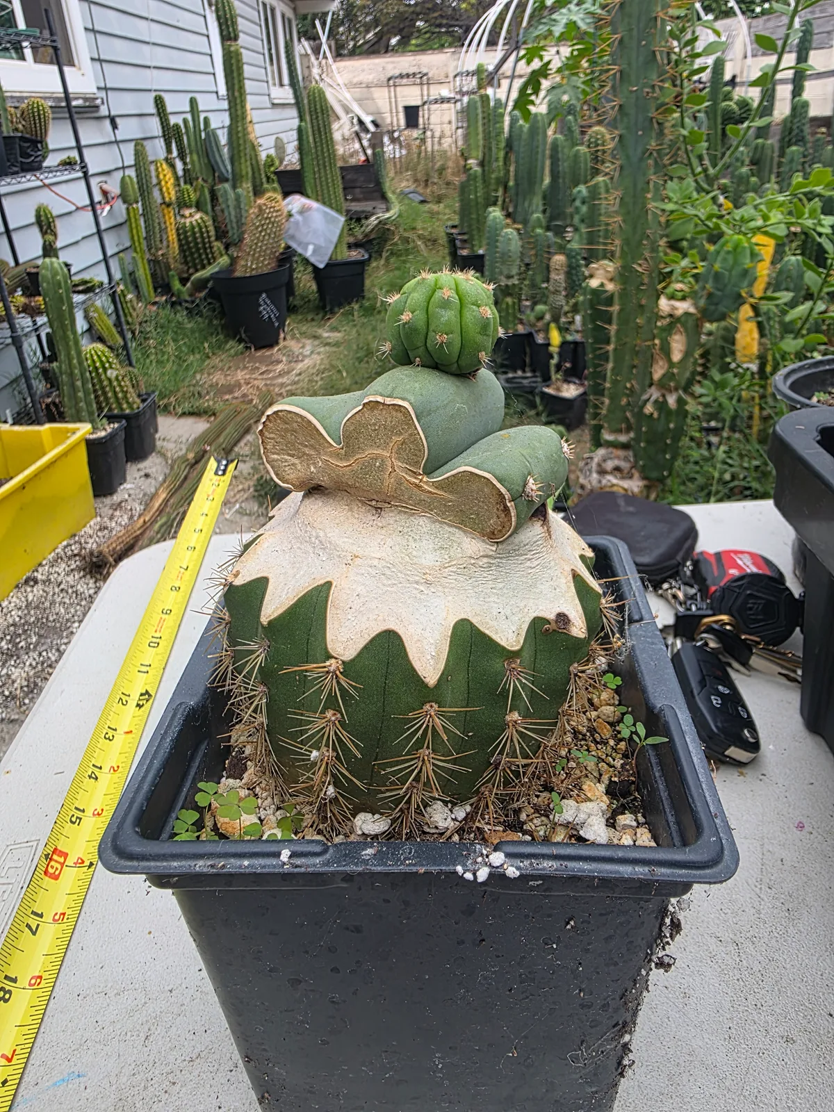 TDL40 SASS X SHARXX, grafted plant, grown by MiddleAfter1547, 6 in tall, 6 in wide.