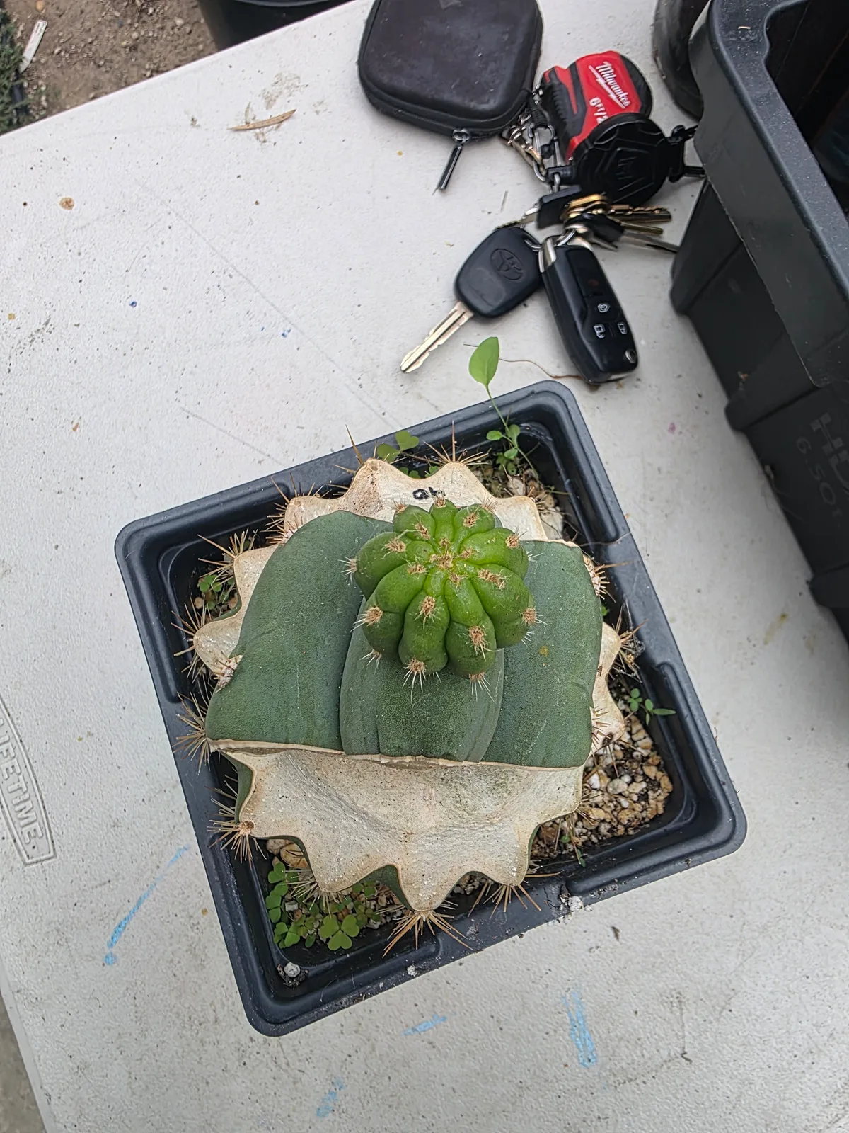 TDL40 SASS X SHARXX, grafted plant, grown by MiddleAfter1547, 6 in tall, 6 in wide.