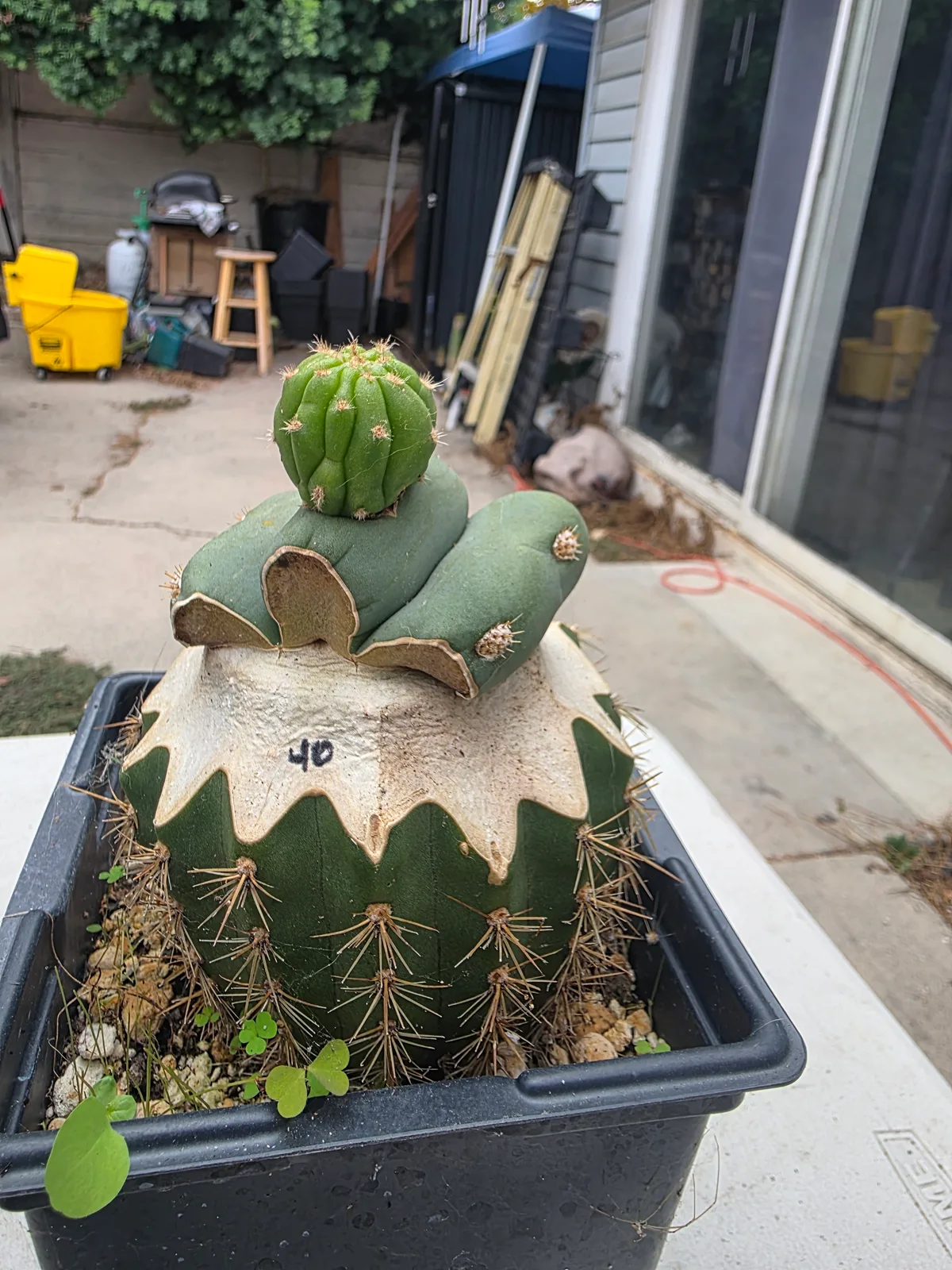 TDL40 SASS X SHARXX, grafted plant, grown by MiddleAfter1547, 6 in tall, 6 in wide.
