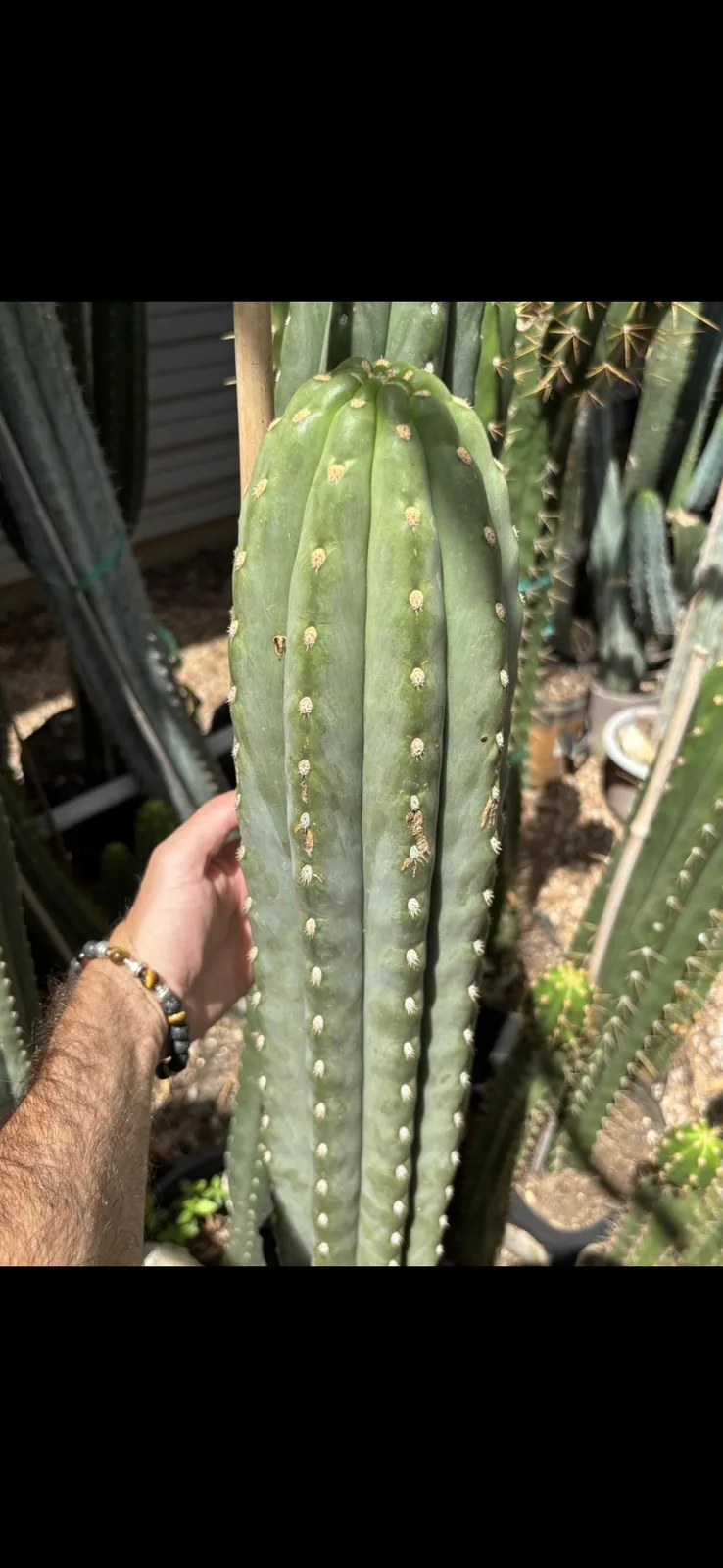 TDL40 SASS X SHARXX, grafted plant, grown by MiddleAfter1547, 6 in tall, 6 in wide.