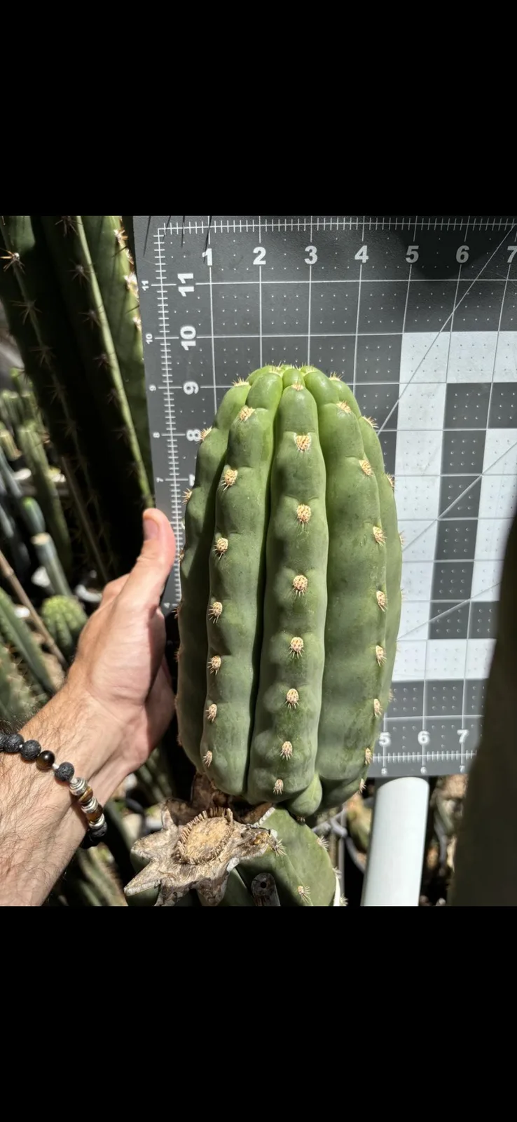 TDL40 SASS X SHARXX, grafted plant, grown by MiddleAfter1547, 6 in tall, 6 in wide.