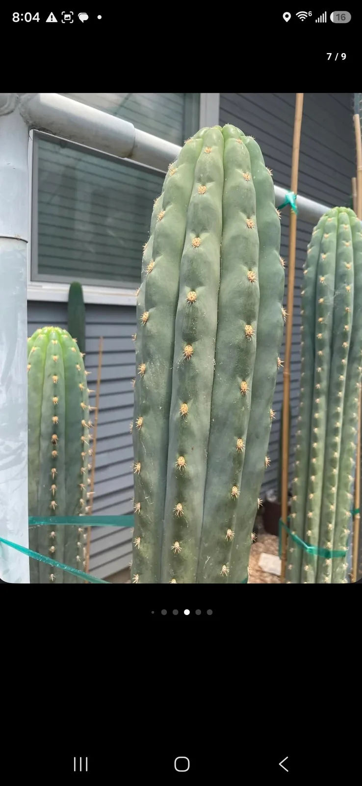 TDL40 SASS X SHARXX, grafted plant, grown by MiddleAfter1547, 6 in tall, 6 in wide.