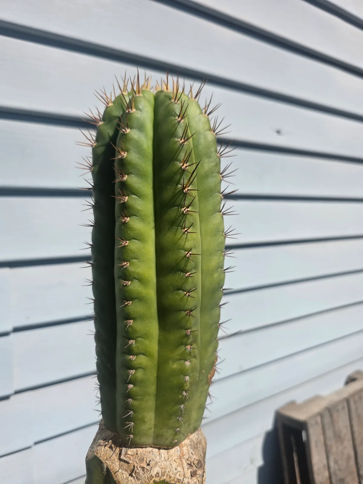 BK08611.4 Parque De Las Leyendas "Clone A", cutting, grown by MiddleAfter1547, 8 in long, 4 in thick.