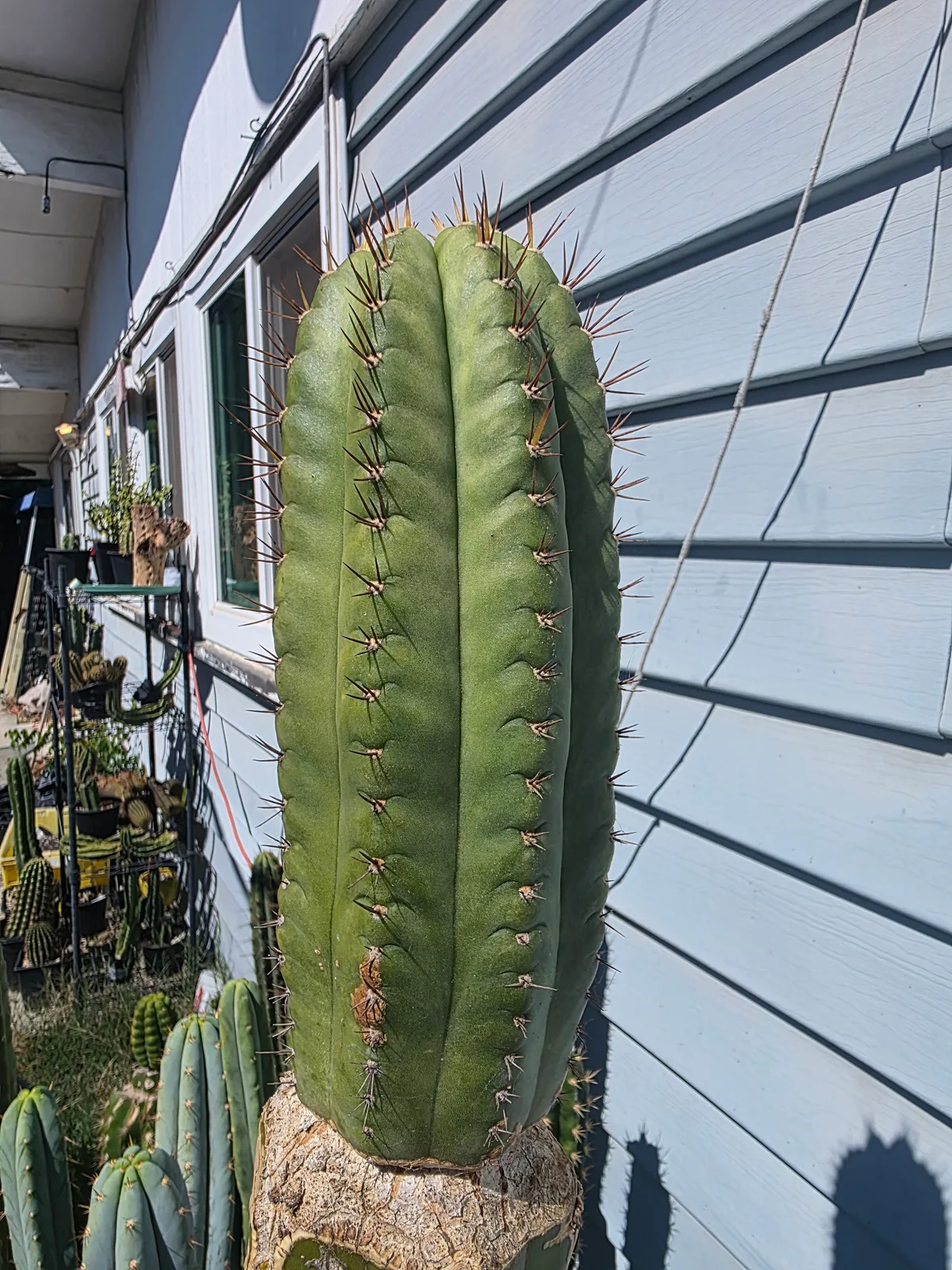 BK08611.4 Parque De Las Leyendas "Clone A", cutting, grown by MiddleAfter1547, 8 in long, 4 in thick.