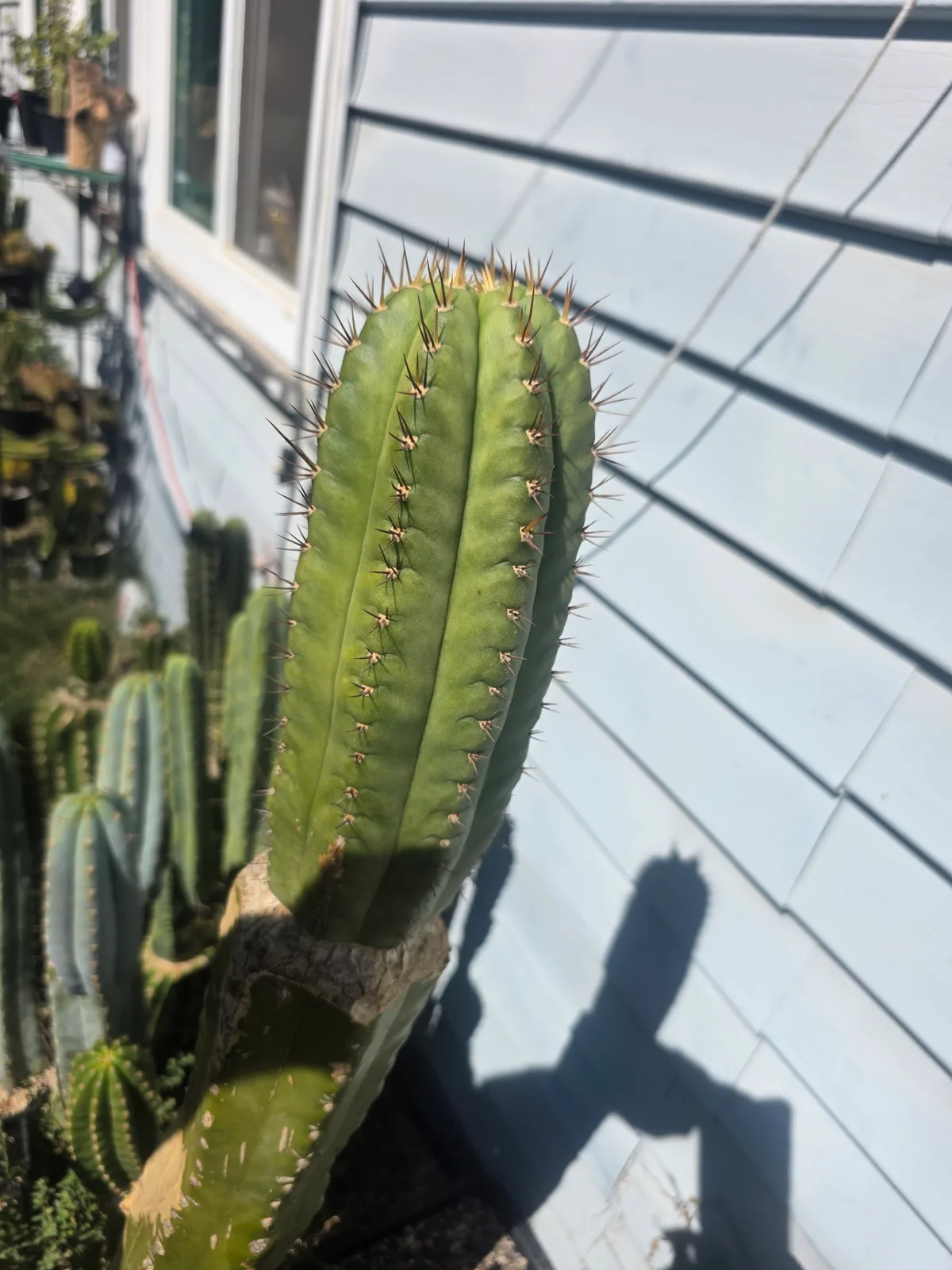 BK08611.4 Parque De Las Leyendas "Clone A", cutting, grown by MiddleAfter1547, 8 in long, 4 in thick.