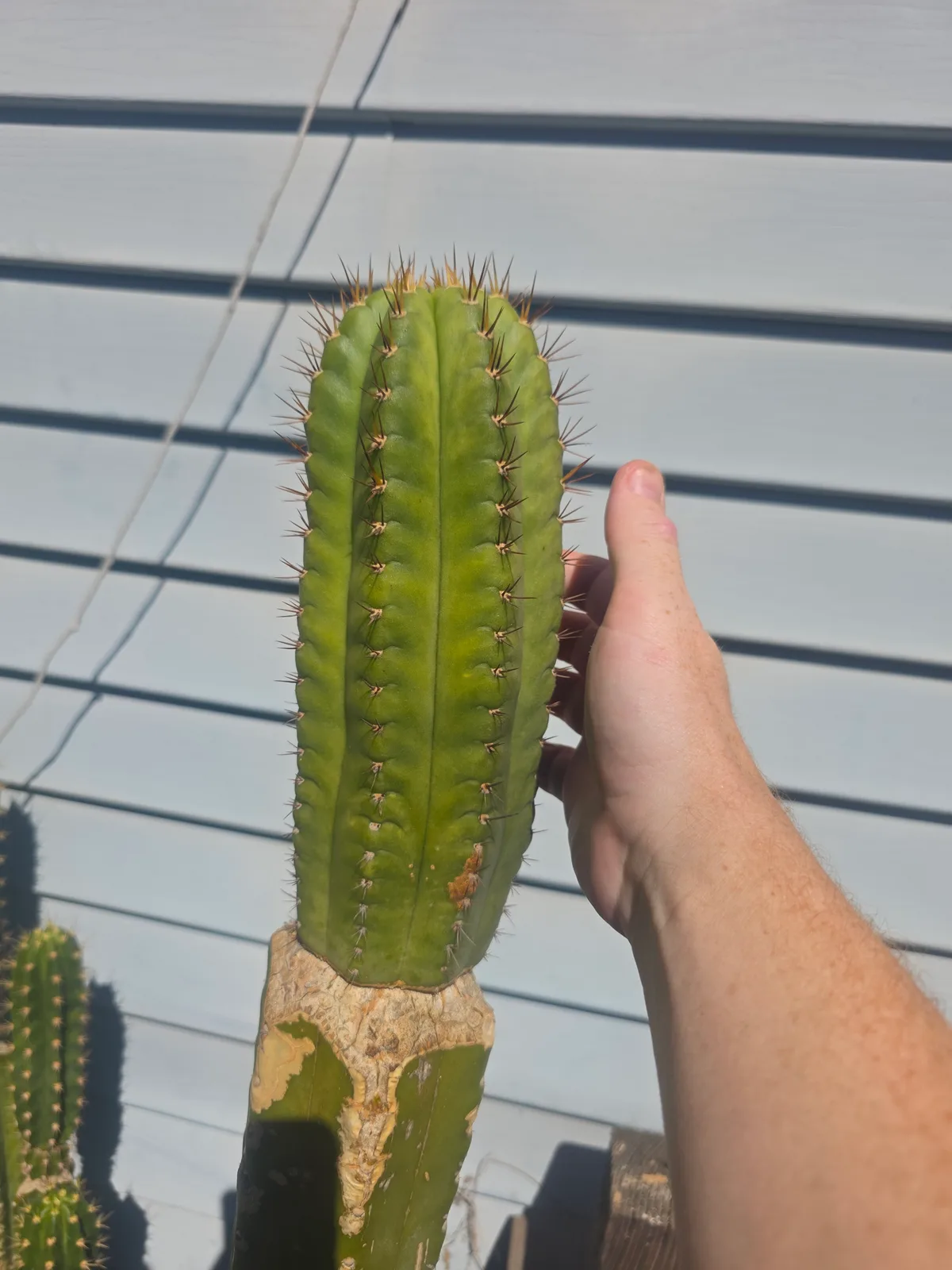 BK08611.4 Parque De Las Leyendas "Clone A", cutting, grown by MiddleAfter1547, 8 in long, 4 in thick.