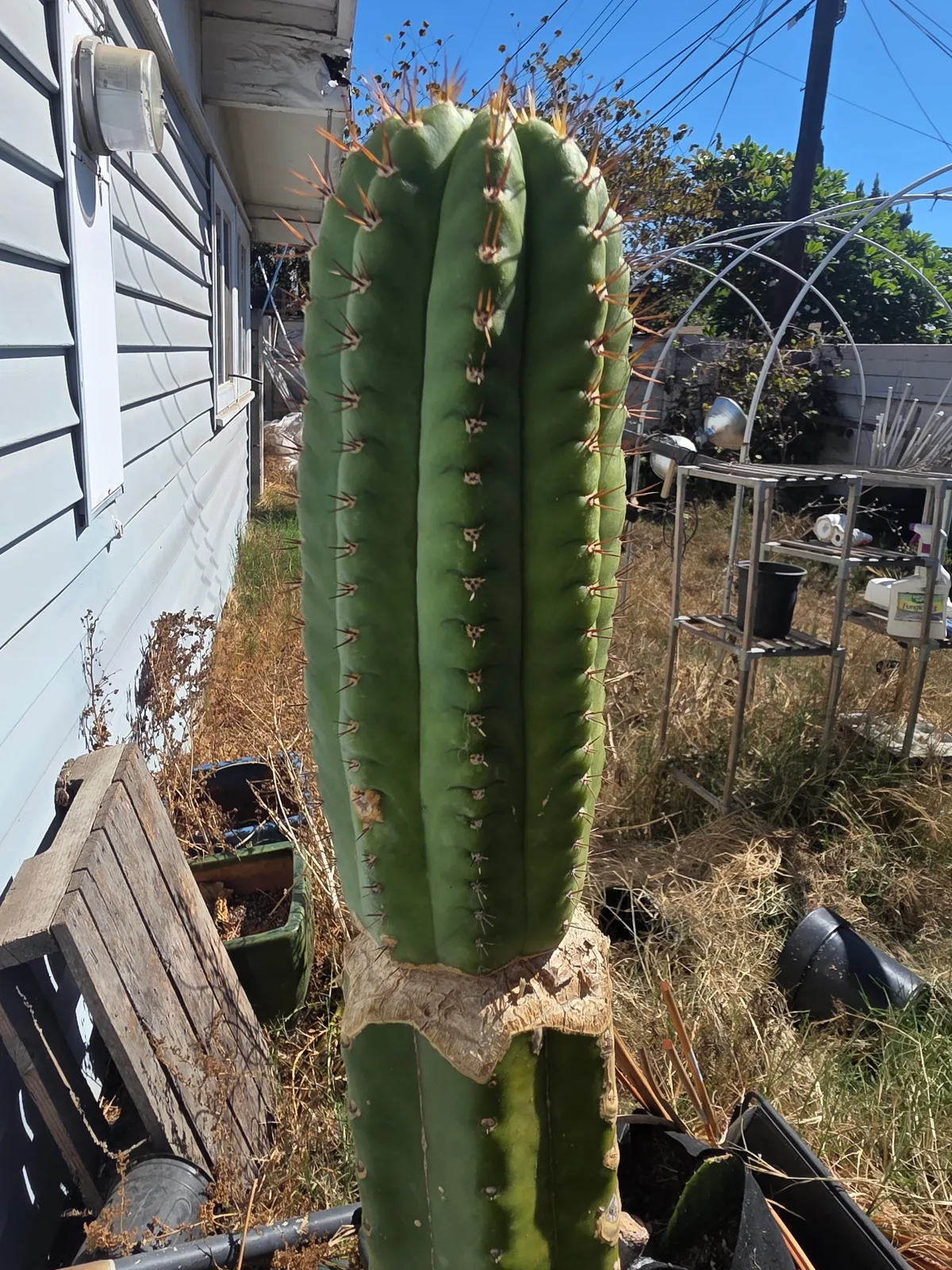 BK08611.4 Parque De Las Leyendas "Clone A", cutting, grown by MiddleAfter1547, 8 in long, 4 in thick.