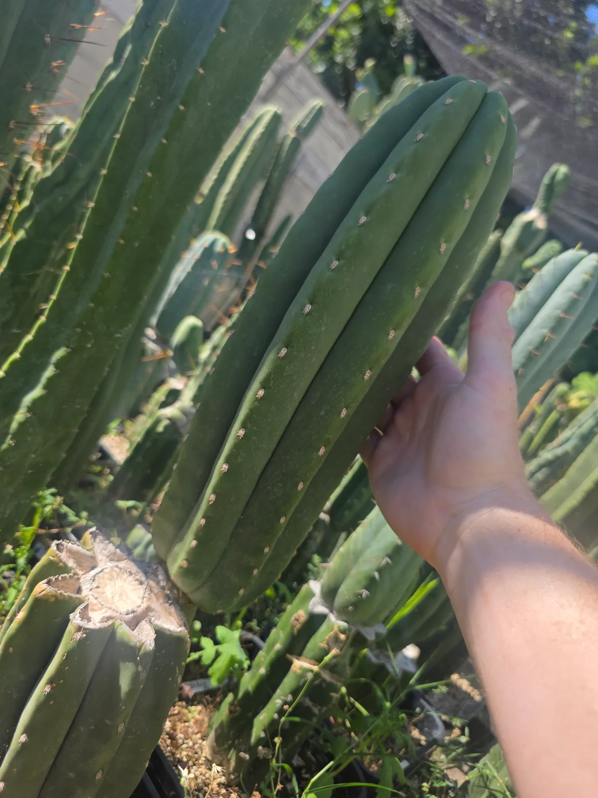 SASS x Scop, cutting, grown by MiddleAfter1547, 14 in long, 4 in thick.