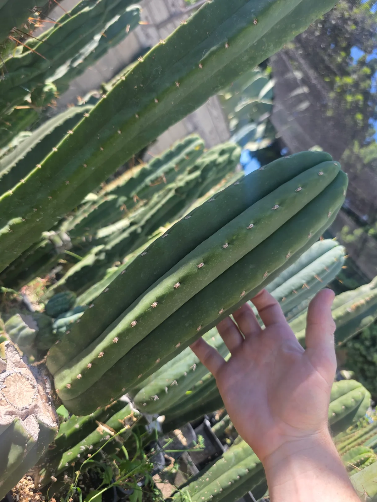 SASS x Scop, cutting, grown by MiddleAfter1547, 14 in long, 4 in thick.