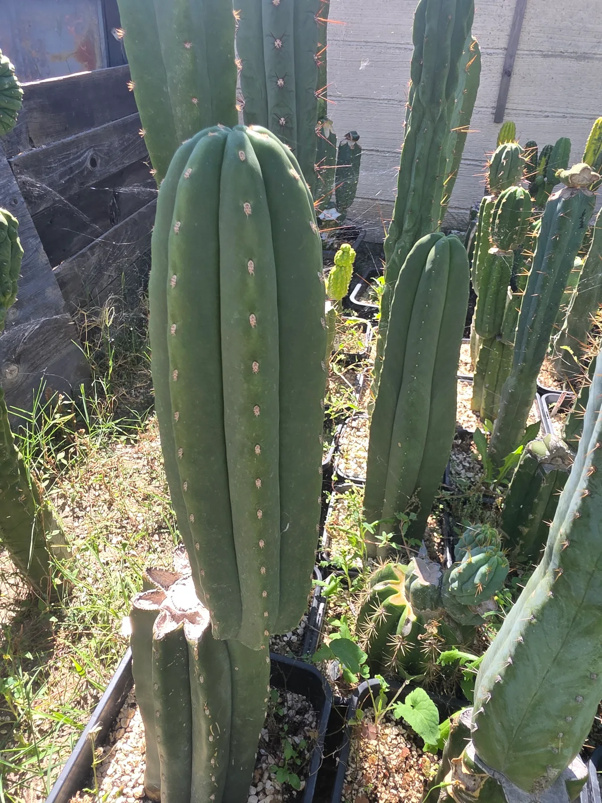 SASS x Scop, cutting, grown by MiddleAfter1547, 14 in long, 4 in thick.