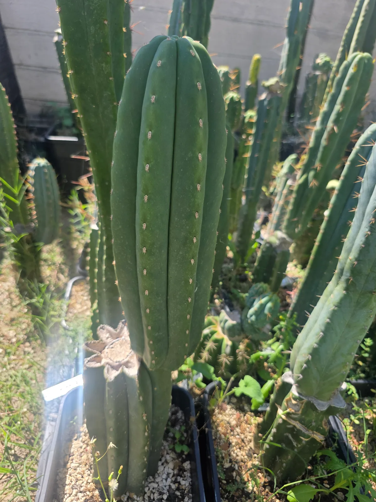 SASS x Scop, cutting, grown by MiddleAfter1547, 14 in long, 4 in thick.