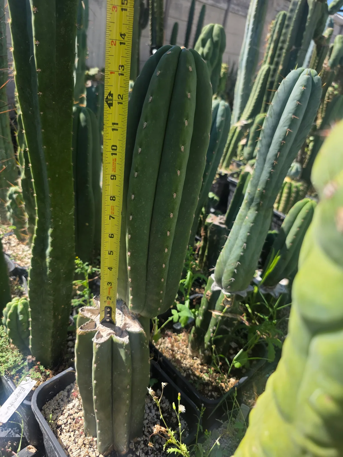 SASS x Scop, cutting, grown by MiddleAfter1547, 14 in long, 4 in thick.