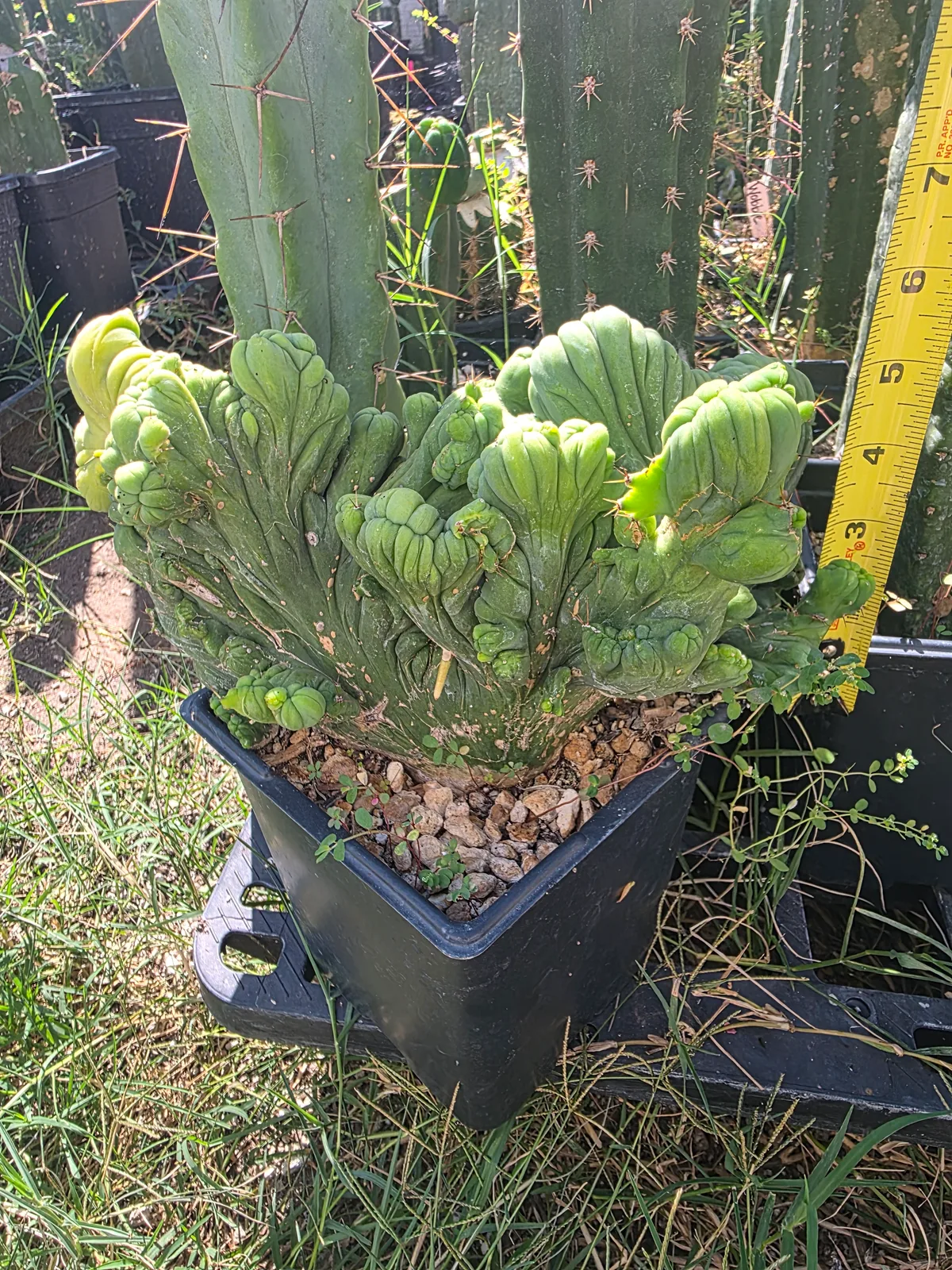 Variegated TBMC, bridgesii rooted plant, grown by MiddleAfter1547, crested, 10 in tall, 6 in wide.
