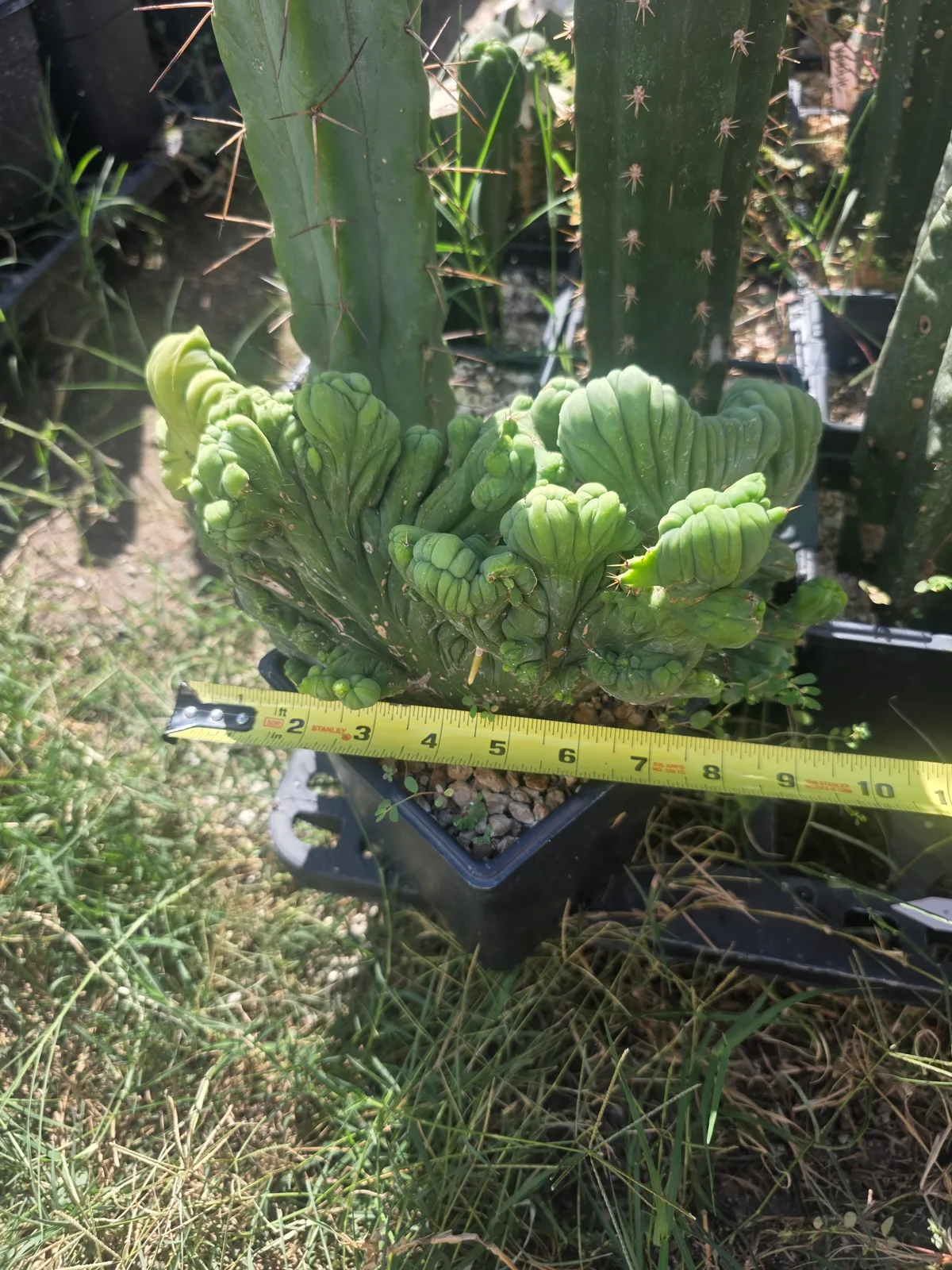 Variegated TBMC, bridgesii rooted plant, grown by MiddleAfter1547, crested, 10 in tall, 6 in wide.