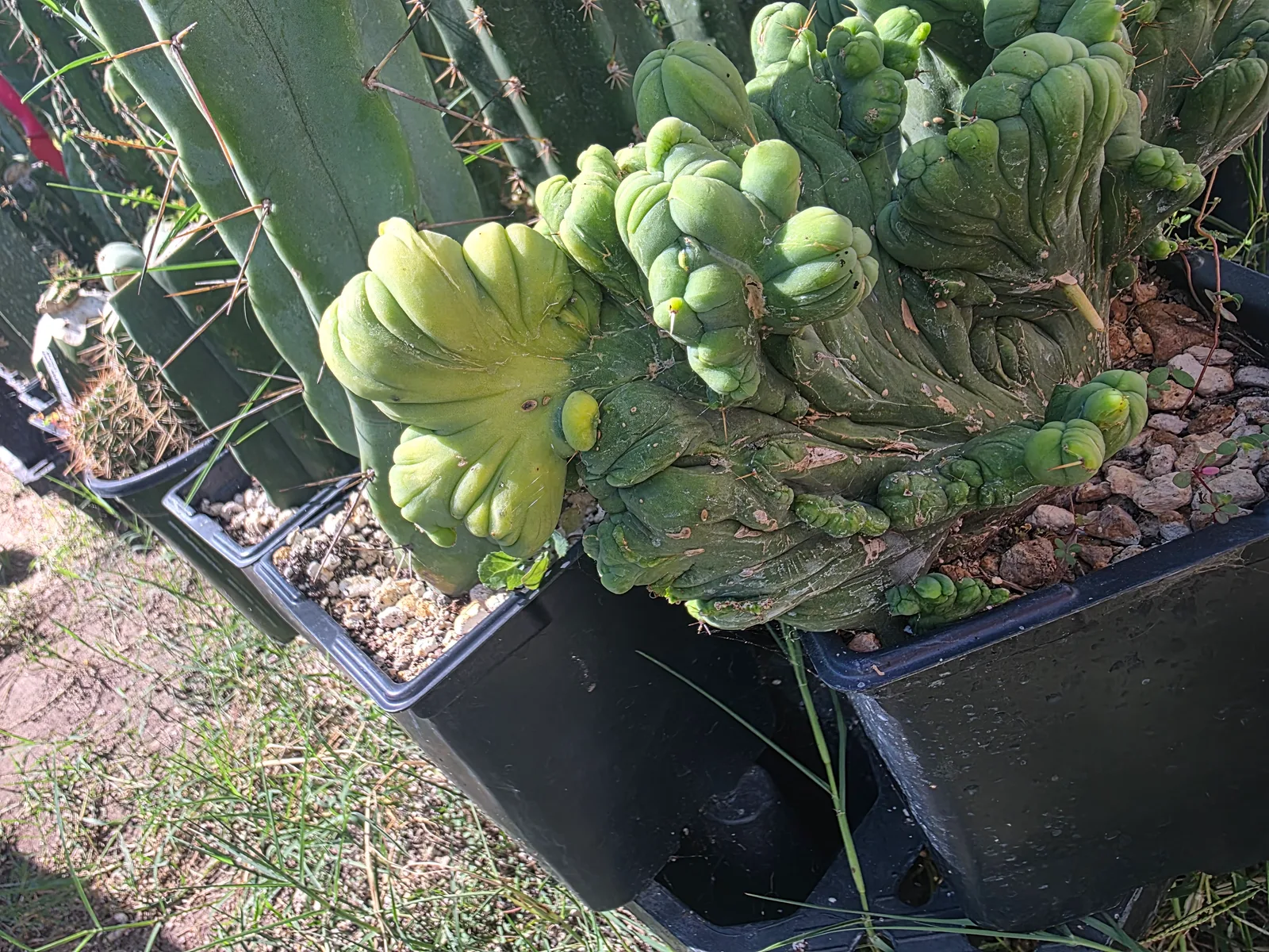 Variegated TBMC, bridgesii rooted plant, grown by MiddleAfter1547, crested, 10 in tall, 6 in wide.
