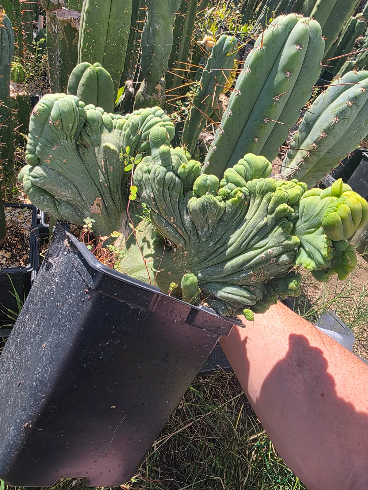 Variegated TBMC, bridgesii rooted plant, grown by MiddleAfter1547, crested, 10 in tall, 6 in wide.