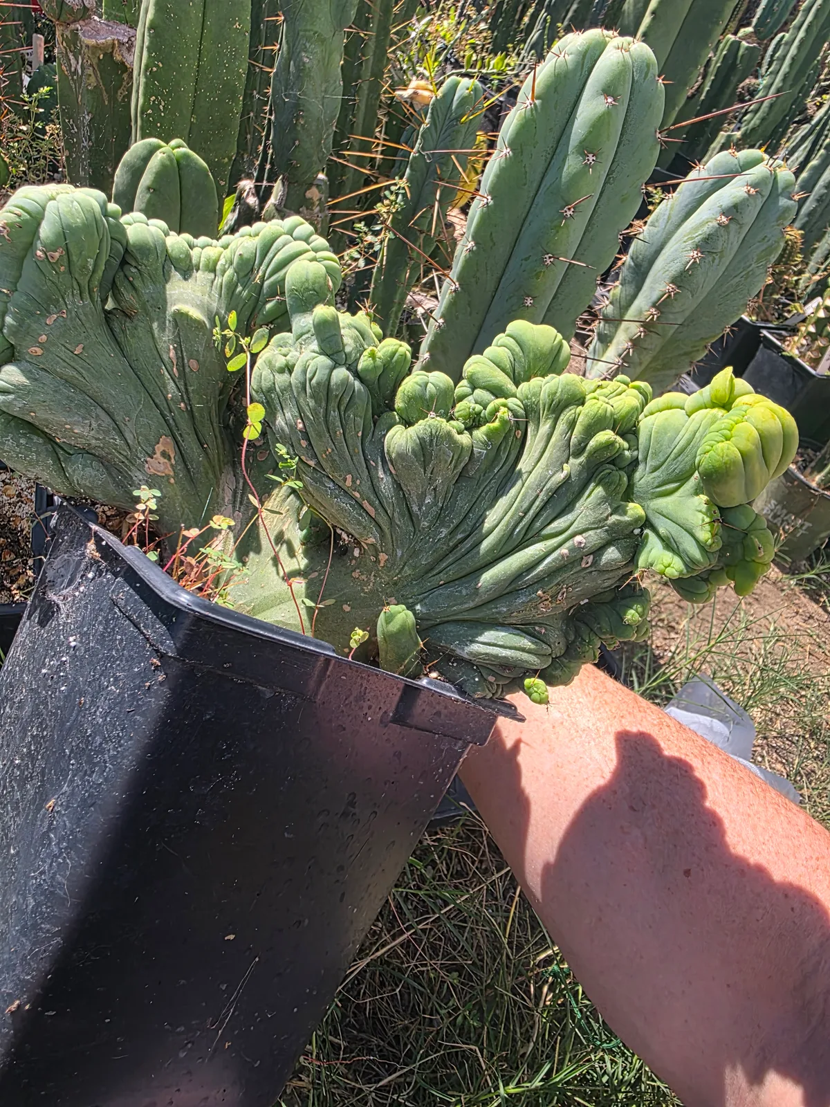Variegated TBMC, bridgesii rooted plant, grown by MiddleAfter1547, crested, 10 in tall, 6 in wide.