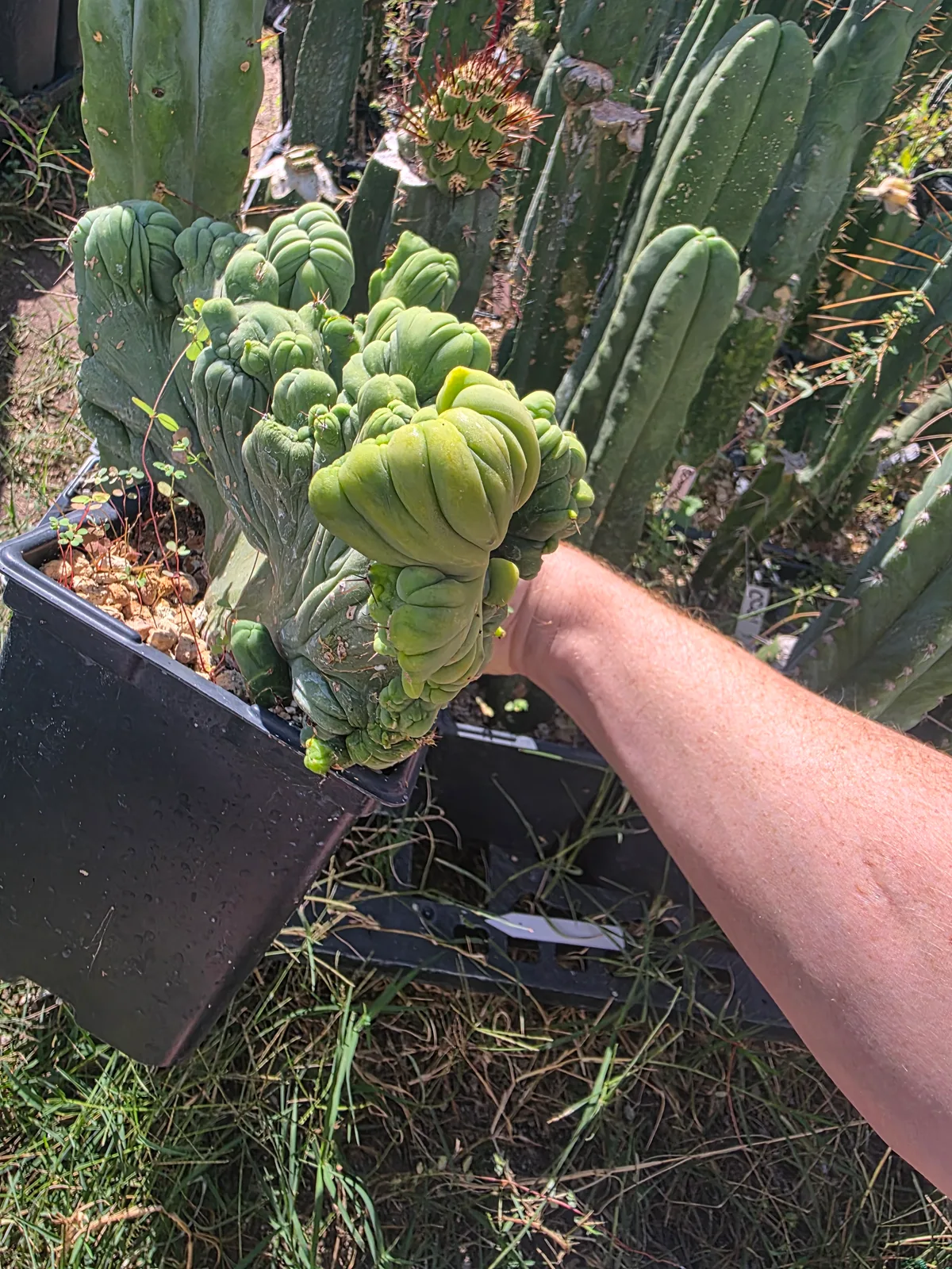 Variegated TBMC, bridgesii rooted plant, grown by MiddleAfter1547, crested, 10 in tall, 6 in wide.