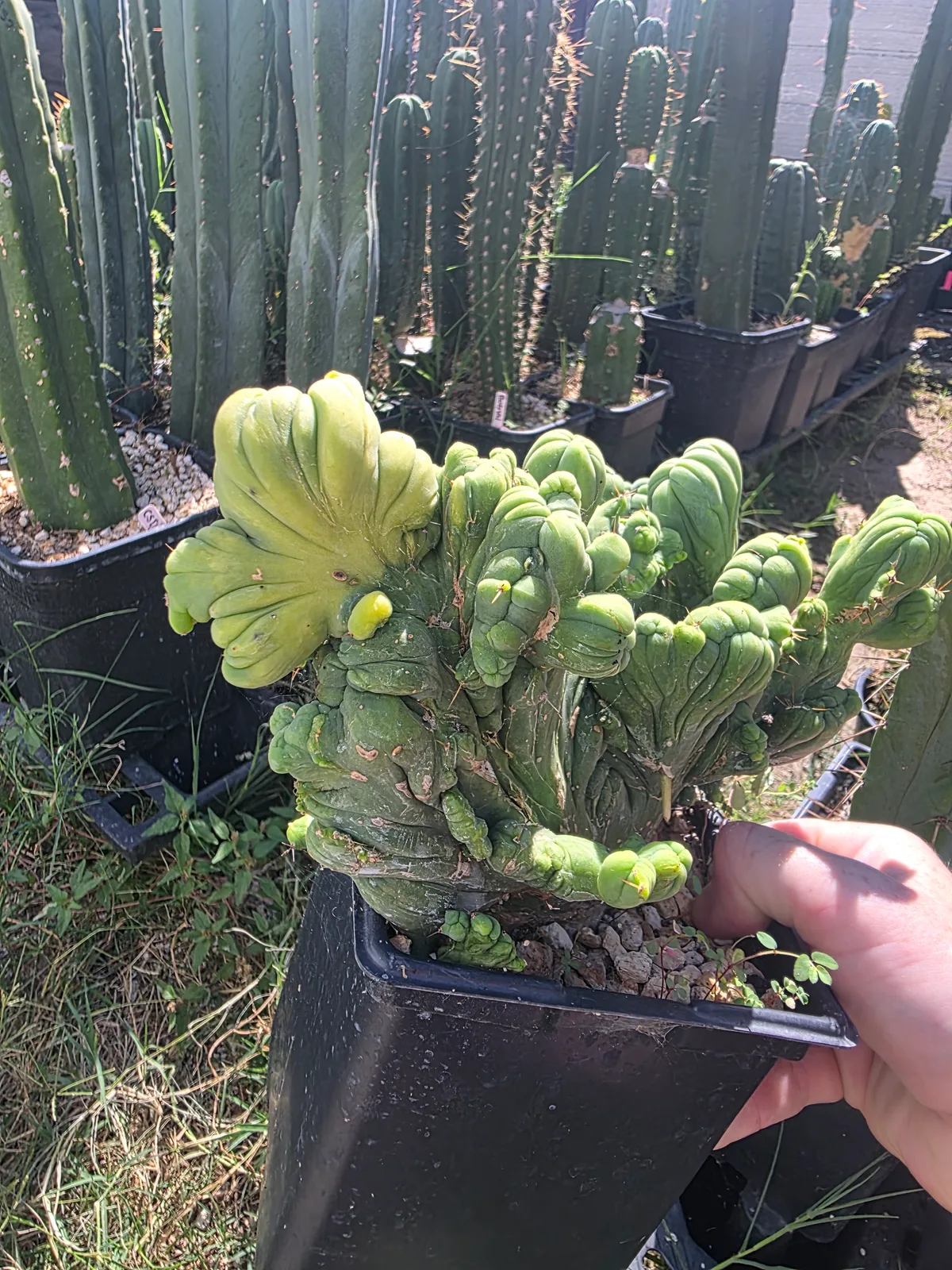 Variegated TBMC, bridgesii rooted plant, grown by MiddleAfter1547, crested, 10 in tall, 6 in wide.