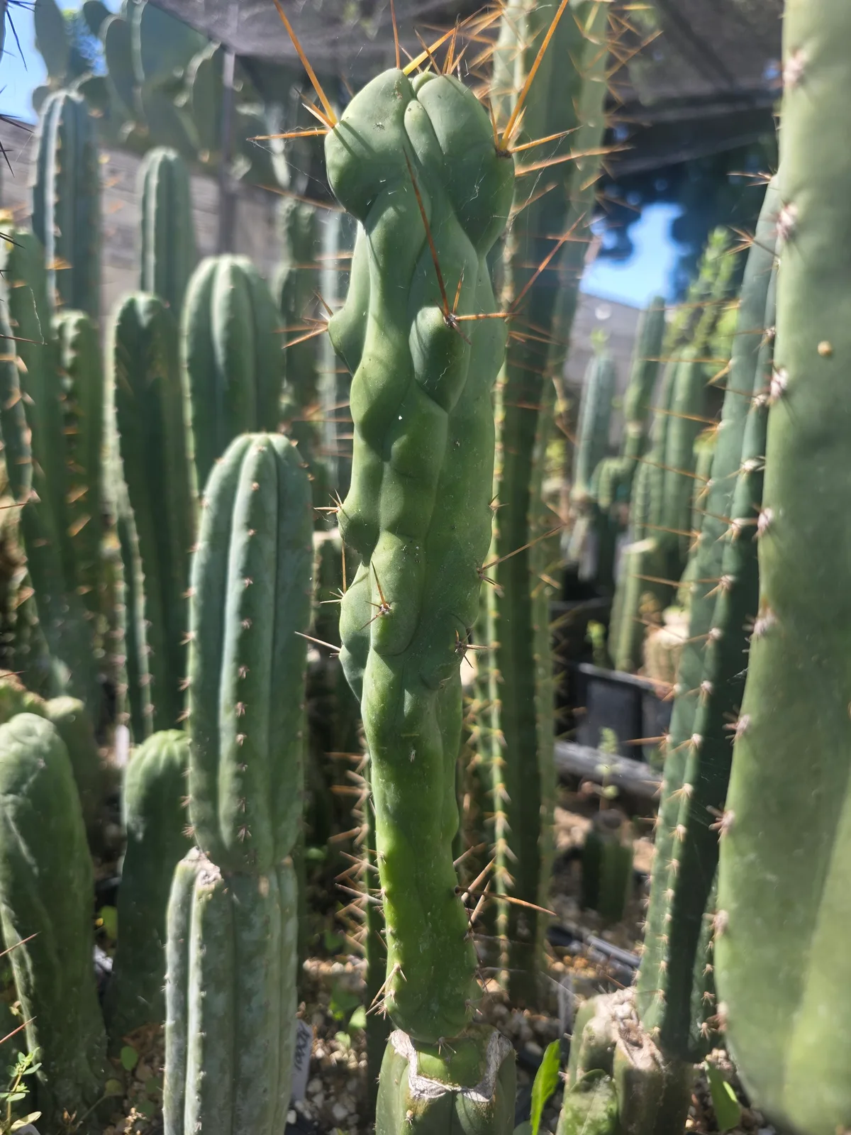 "Boobilicious" (Scop x Bridgesii OP) 12" Cut, cutting, grown by MiddleAfter1547, 12 in long, 3 in thick.