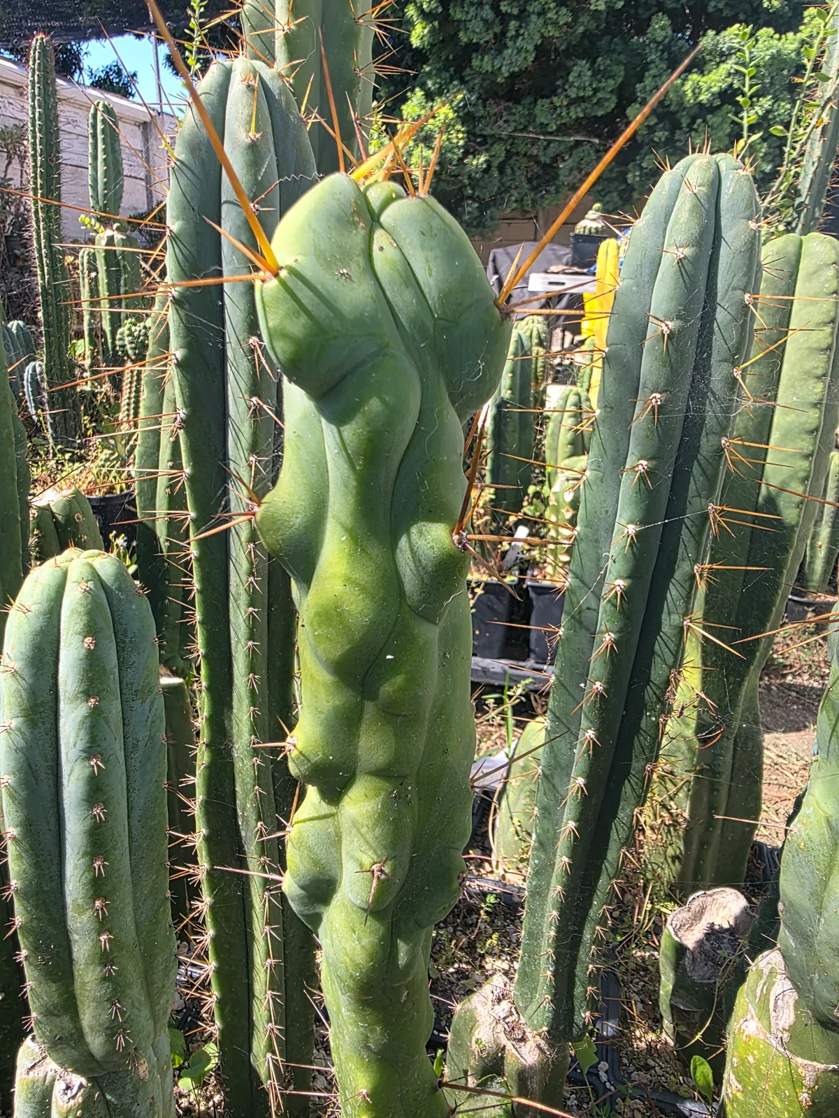 "Boobilicious" (Scop x Bridgesii OP) 12" Cut, cutting, grown by MiddleAfter1547, 12 in long, 3 in thick.