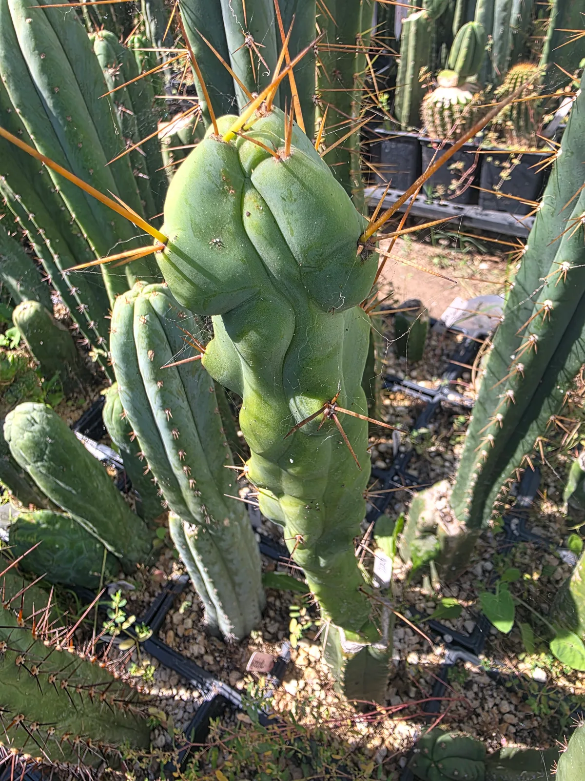 "Boobilicious" (Scop x Bridgesii OP) 12" Cut, cutting, grown by MiddleAfter1547, 12 in long, 3 in thick.