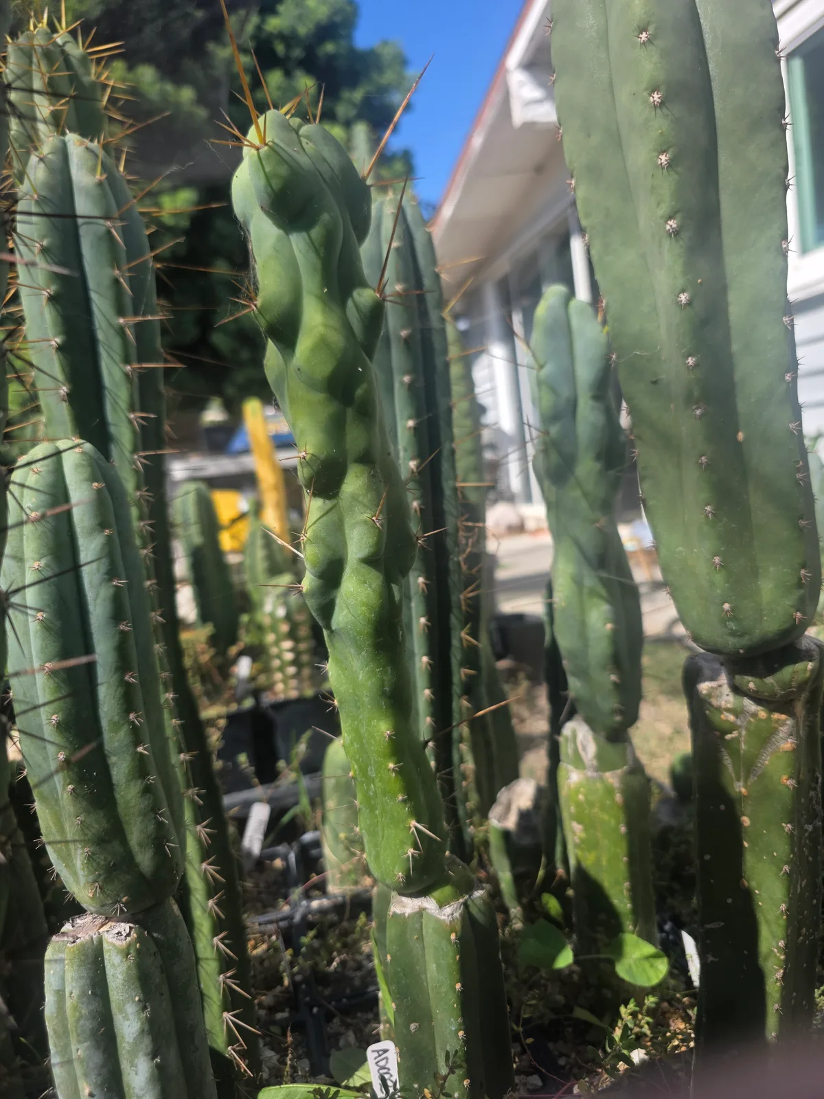 "Boobilicious" (Scop x Bridgesii OP) 12" Cut, cutting, grown by MiddleAfter1547, 12 in long, 3 in thick.