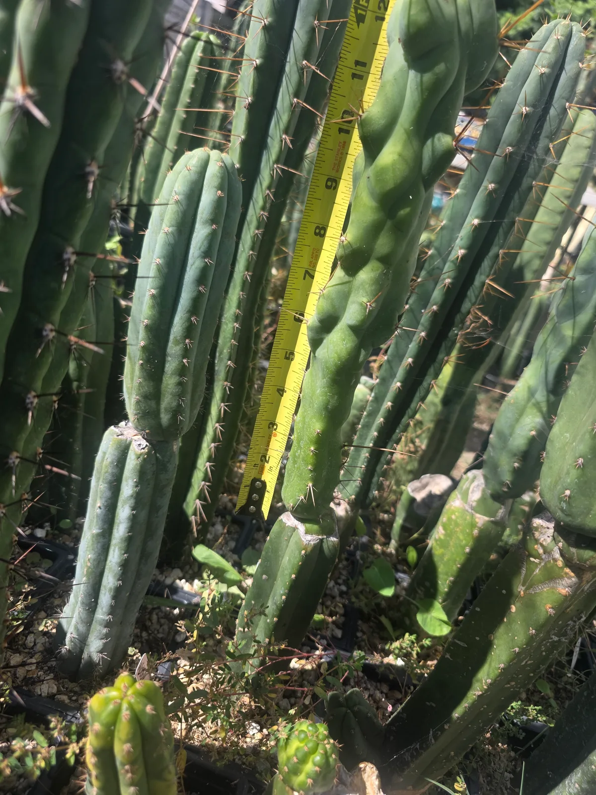 "Boobilicious" (Scop x Bridgesii OP) 12" Cut, cutting, grown by MiddleAfter1547, 12 in long, 3 in thick.